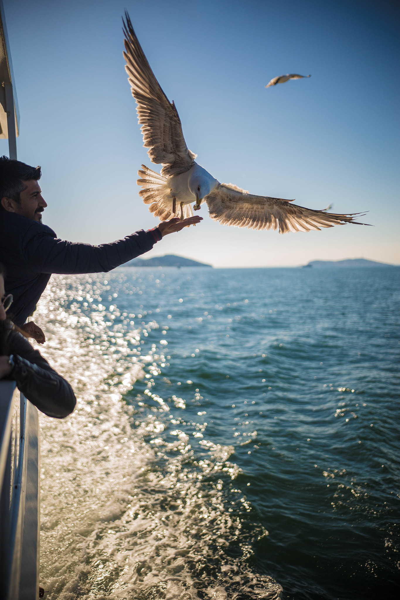 Sigma 18-35mm f/1.8 DC HSM sample photo. Seagulls feeding photography
