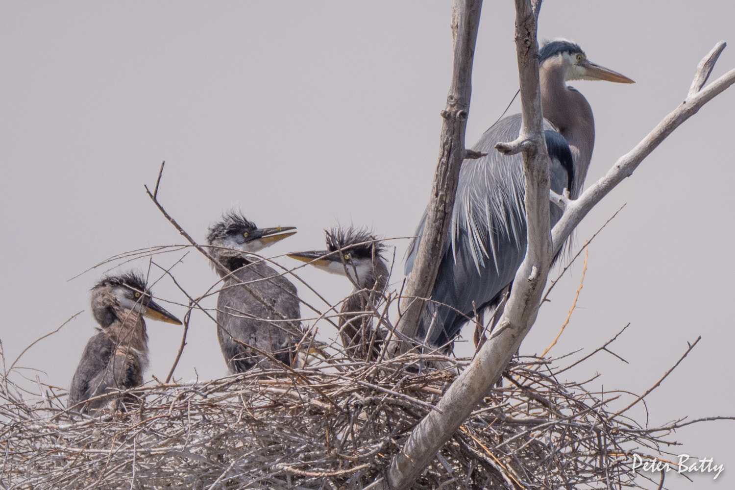 Panasonic Lumix DMC-GX8 + LEICA DG 100-400/F4.0-6.3 sample photo. Three great blue heron chicks on the nest photography