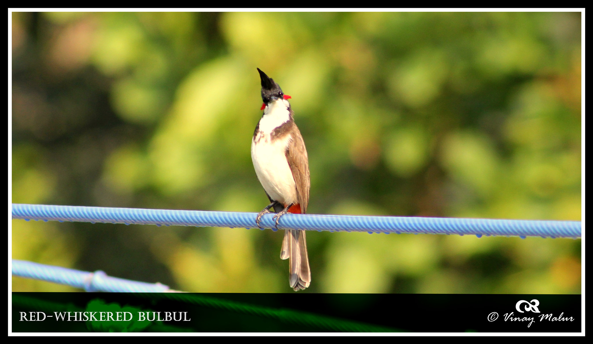 Canon EF 75-300mm f/4-5.6 USM sample photo. Red whiskered bulbul photography