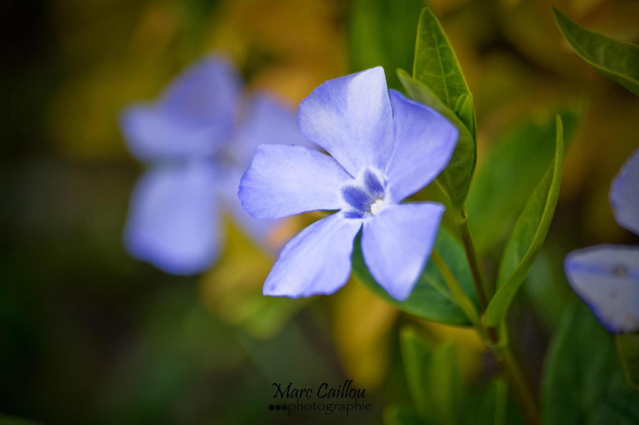 Nikon D3200 + PC Micro-Nikkor 85mm f/2.8D sample photo. 20160421-dsc_0007.jpg photography
