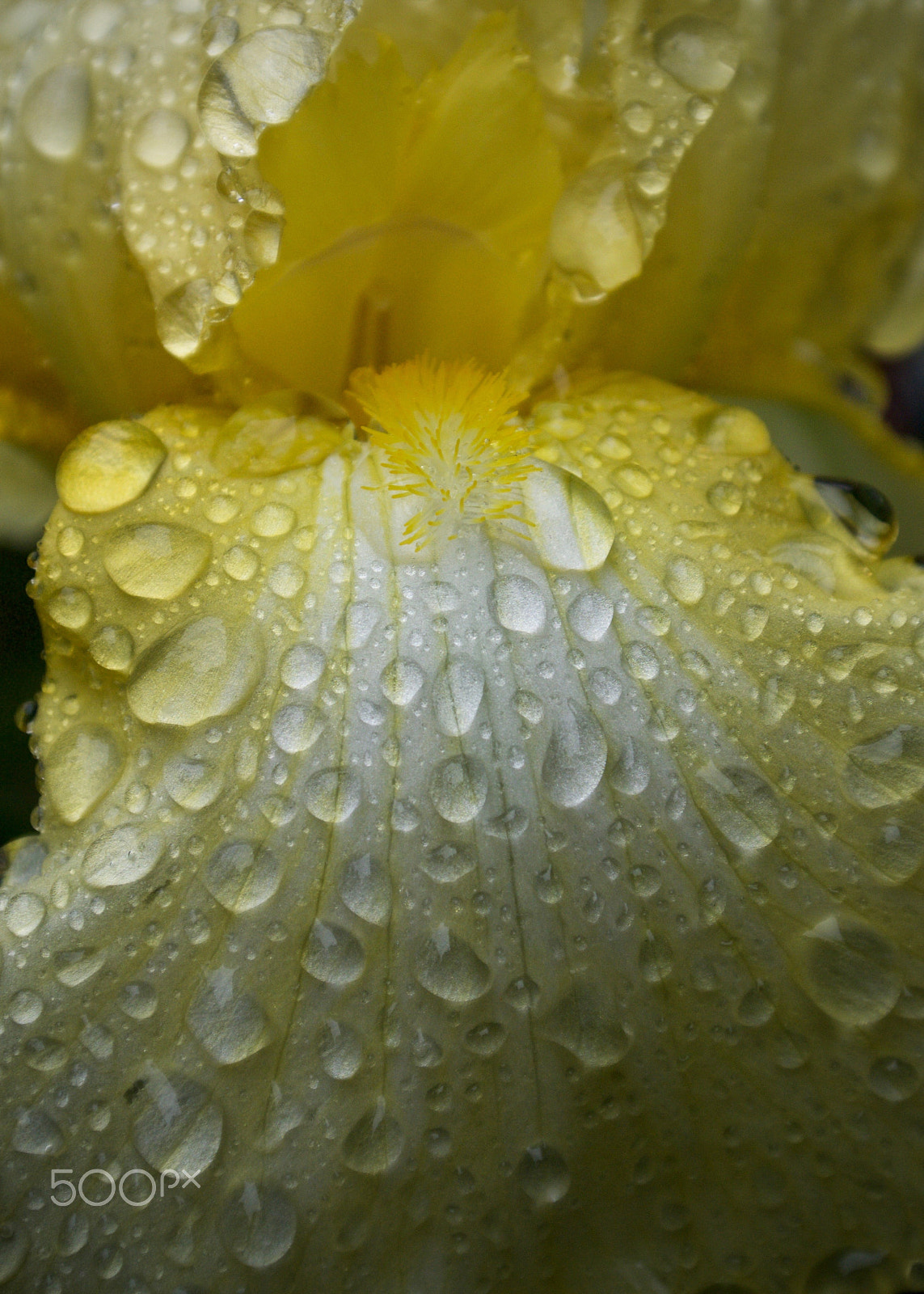 Nikon 1 J2 sample photo. Raindrops/iris photography