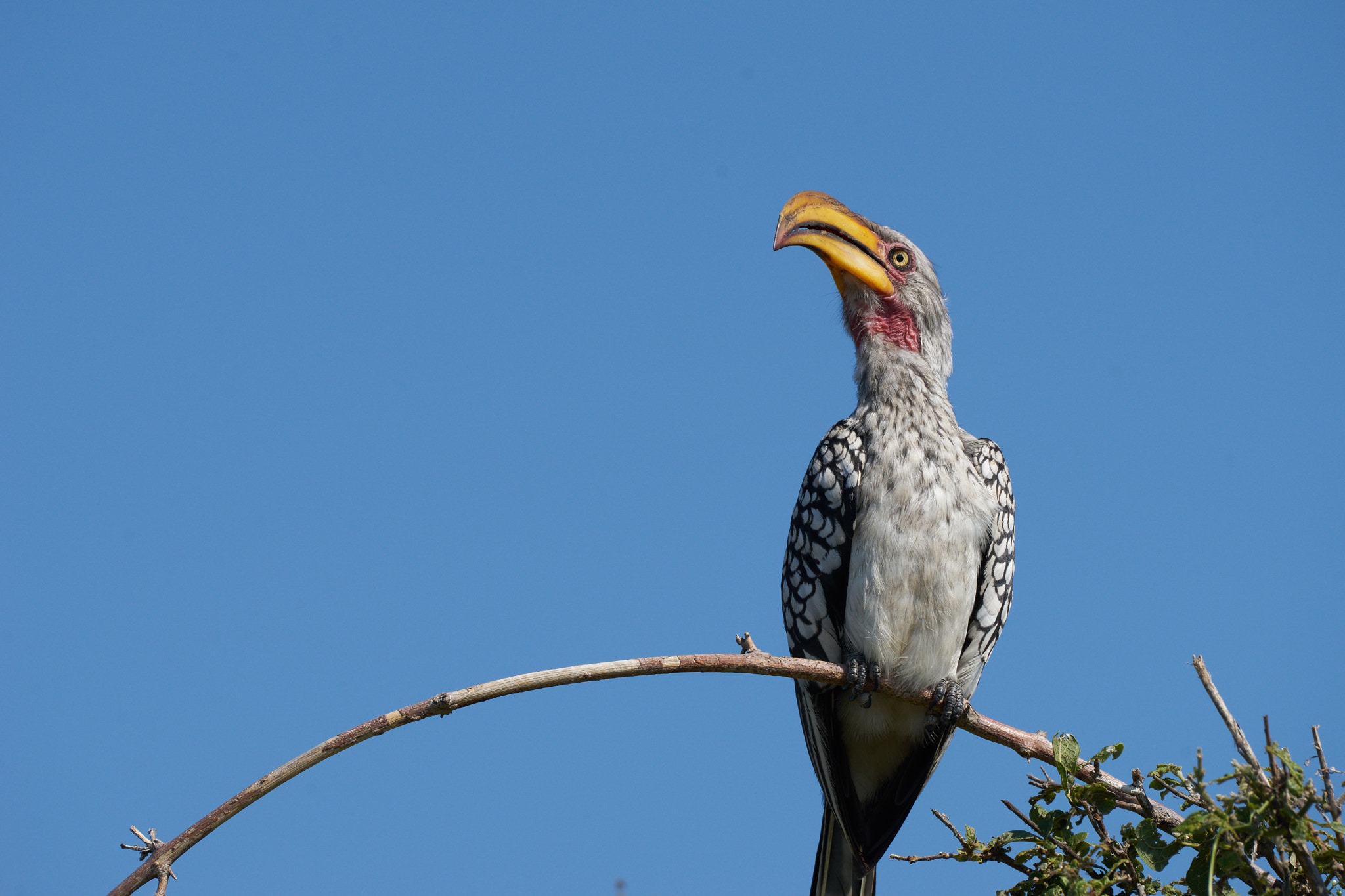 Sony a7 II + Sony 70-400mm F4-5.6 G SSM II sample photo. Hornbill photography