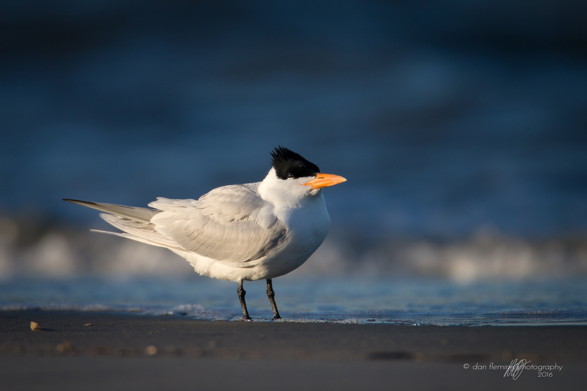 Canon EF 600mm F4L IS USM sample photo. Royal tern photography