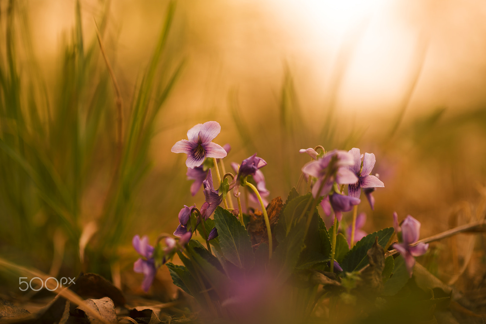 Sony a7R II + Canon EF 100mm F2.8L Macro IS USM sample photo. 夕照 photography
