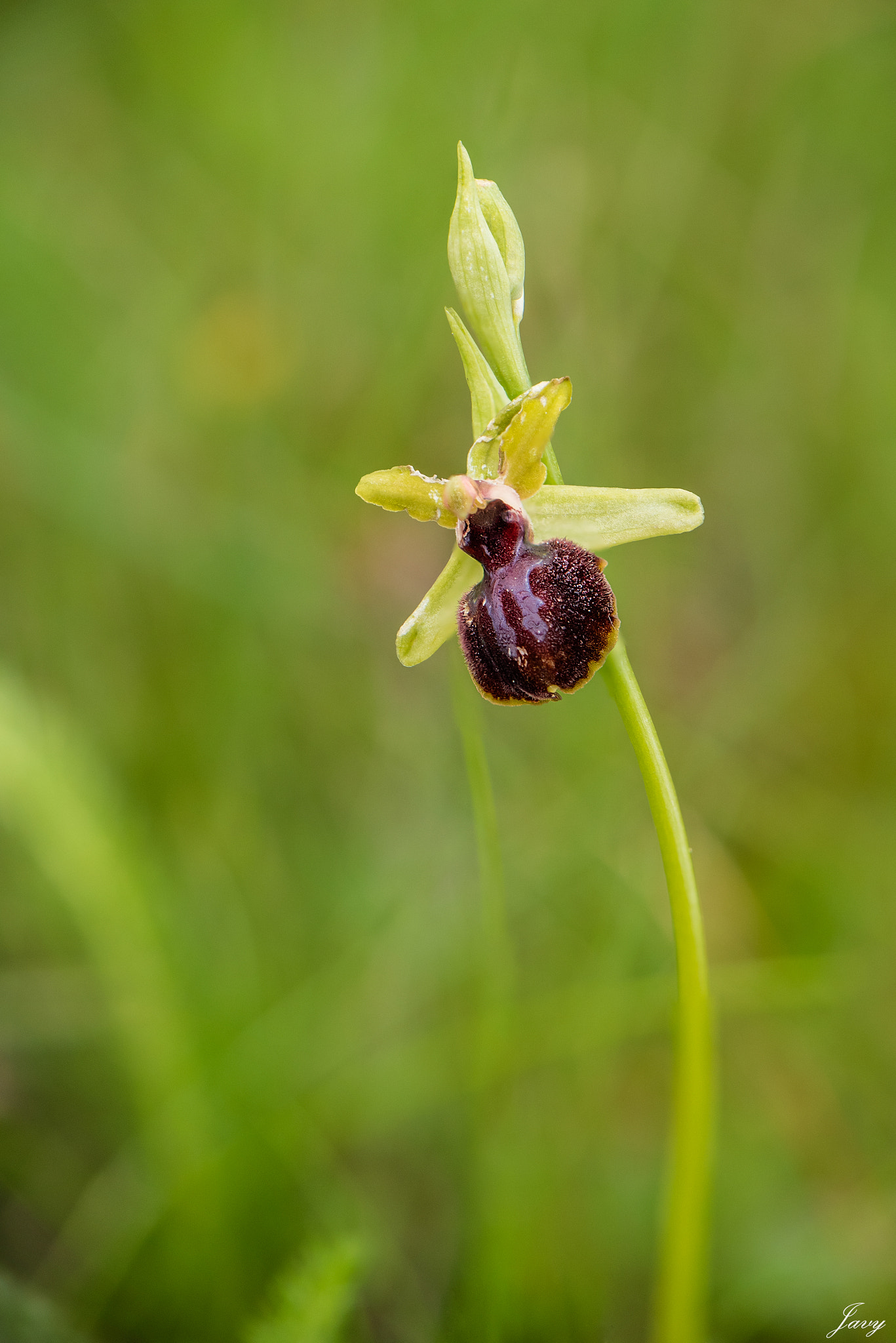 Nikon AF-S DX Micro-Nikkor 85mm F3.5G ED VR sample photo. My first orchid photography