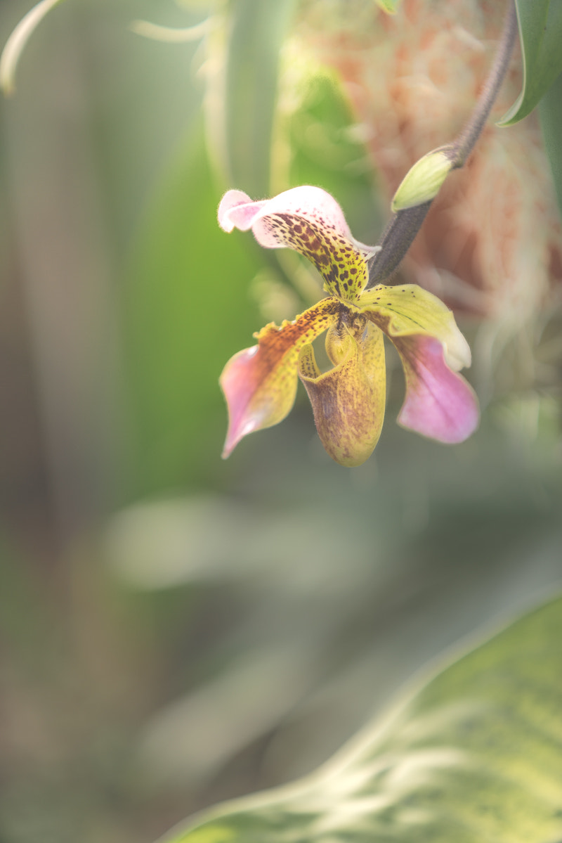 Sony a7R + Minolta/Sony AF 70-200mm F2.8 G sample photo. Si j'étais une fleur, je serais orchidée.... photography