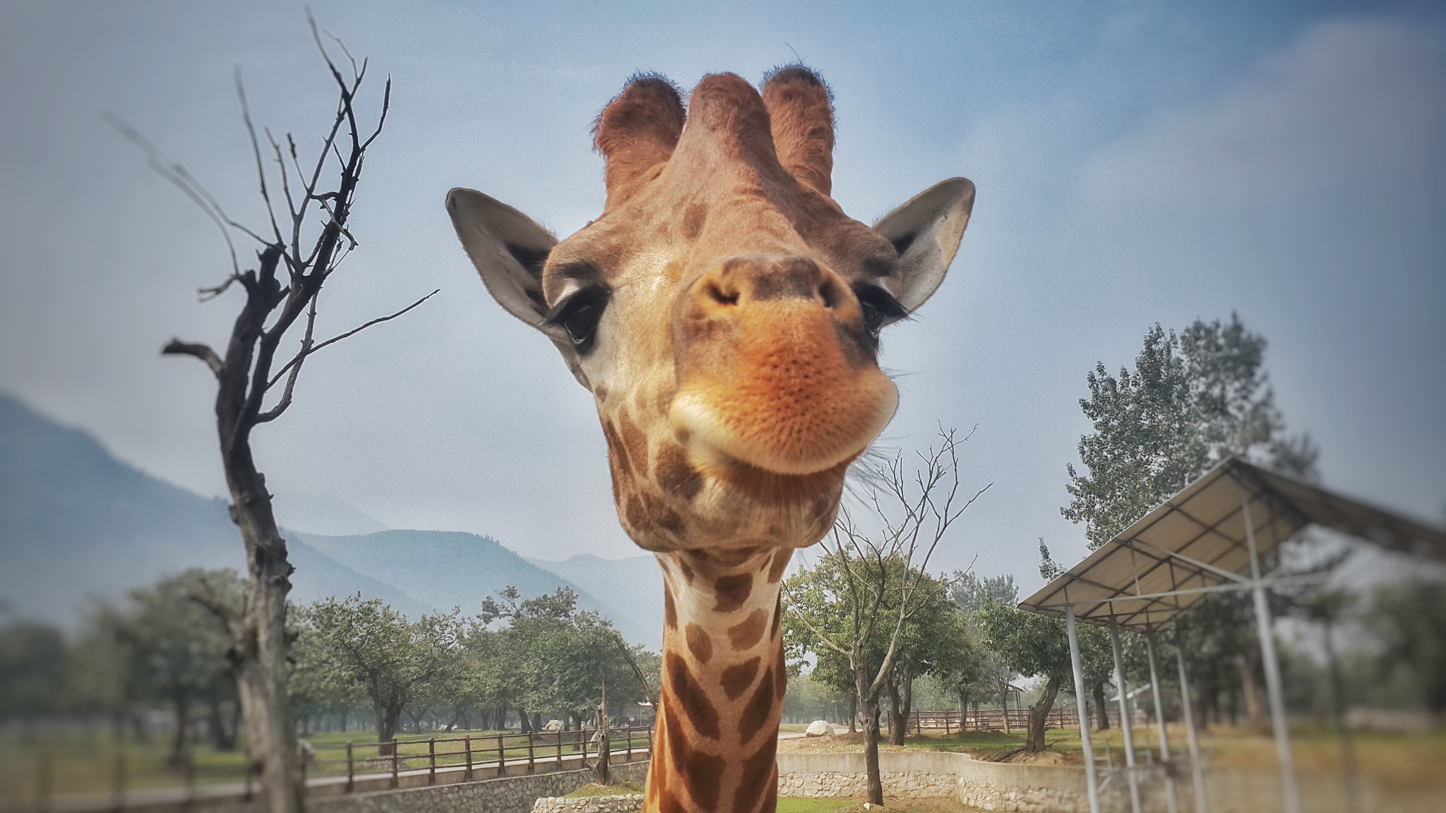 Samsung Galaxy S4 Duos sample photo. Giraffe in zoo photography