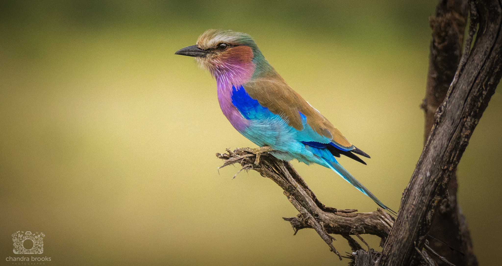 Sigma 150-600mm F5-6.3 DG OS HSM | C sample photo. Lilac breasted roller photography