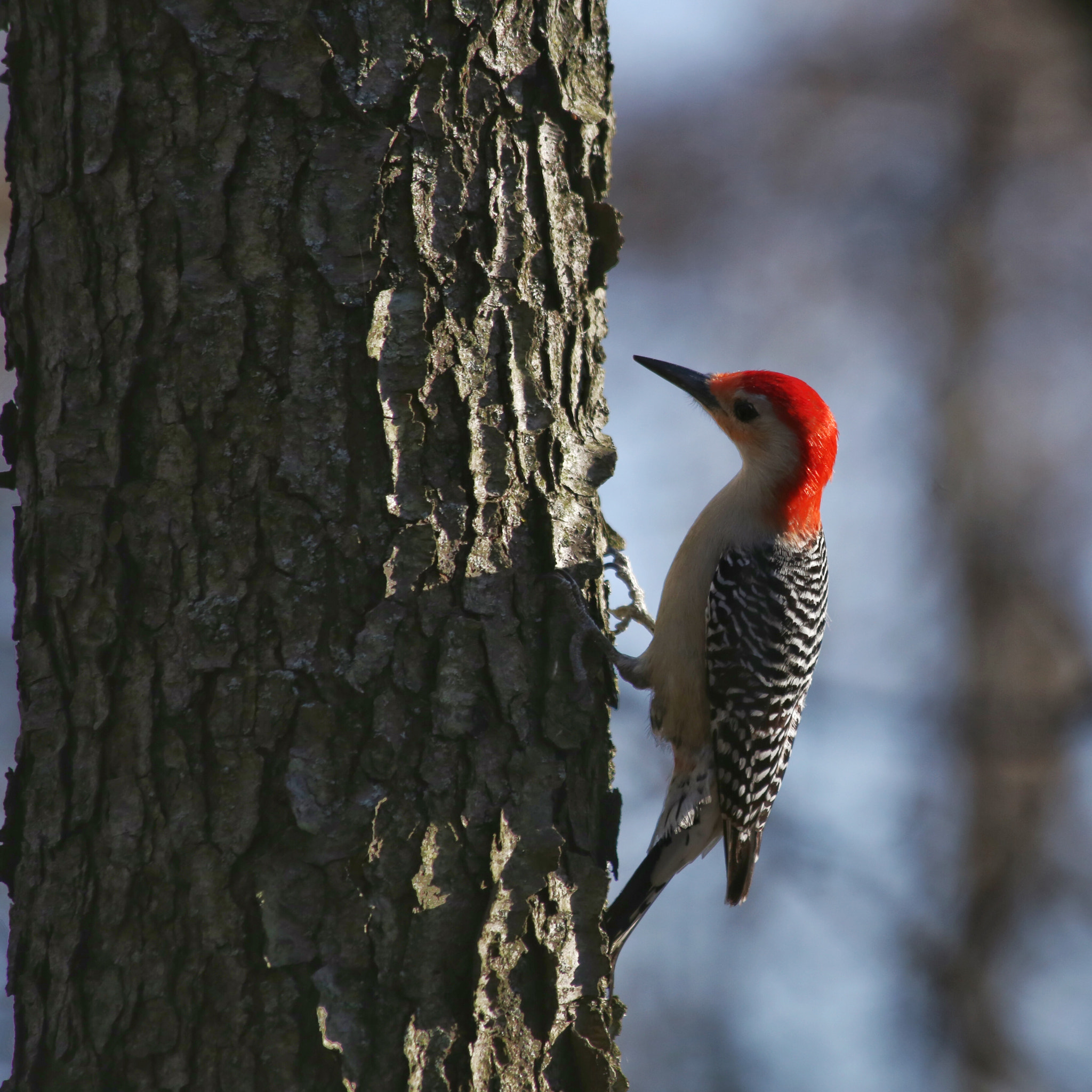 Canon EF 70-300mm F4-5.6 IS USM sample photo