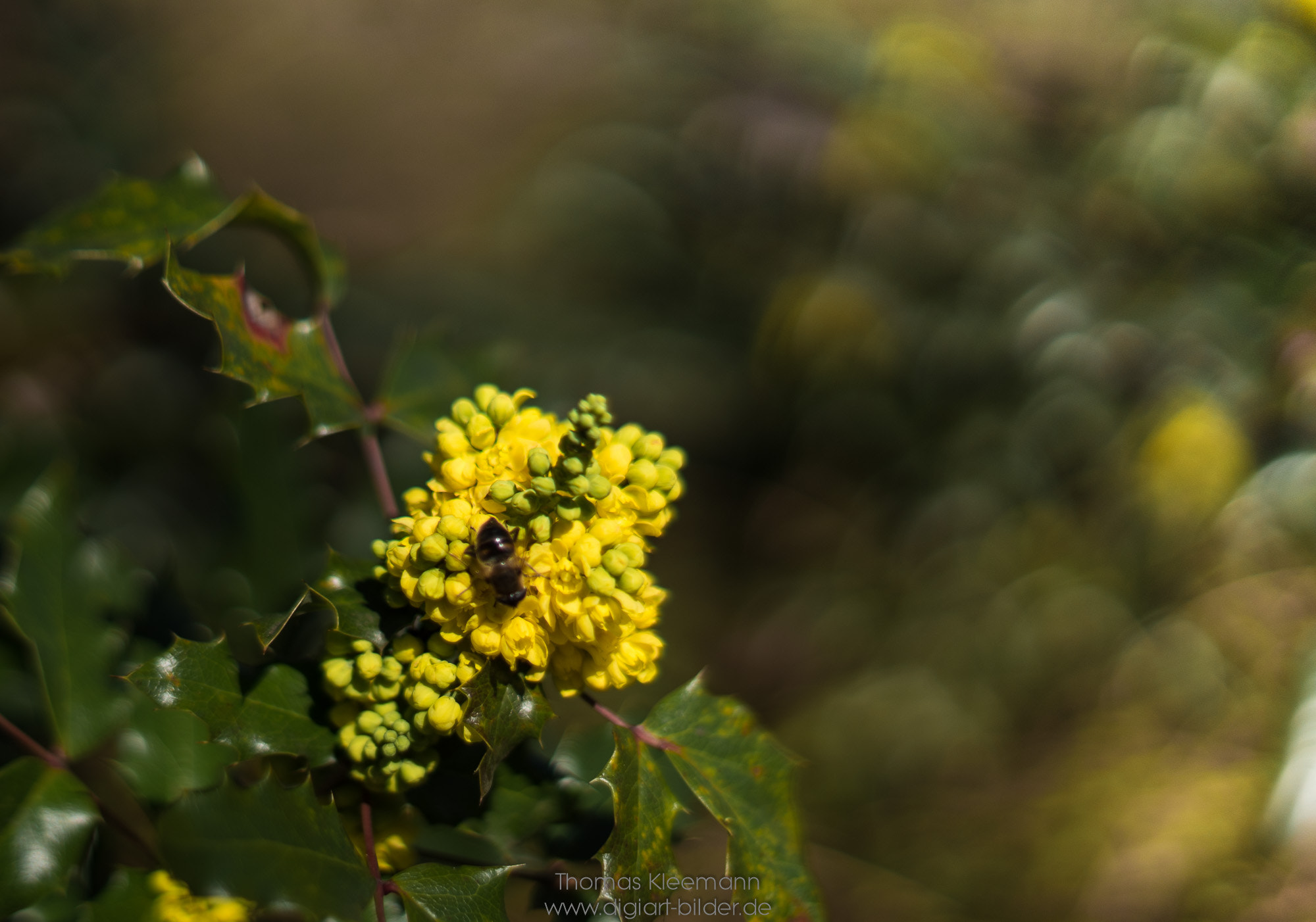 Sony a7S + Sony 50mm F1.4 sample photo. Mahonienblüten im frühjahr photography