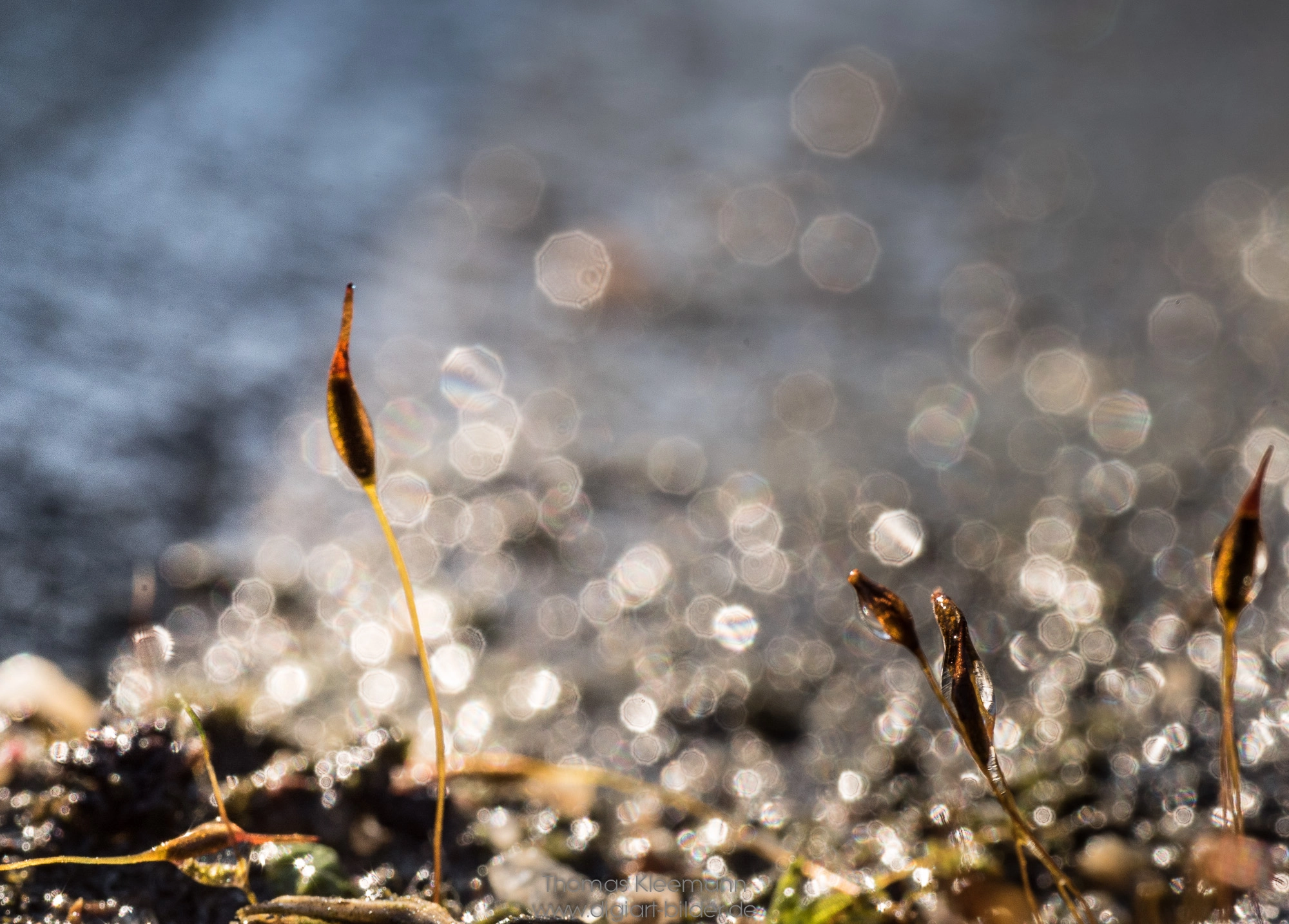 Sony a7S + Sigma 70mm F2.8 EX DG Macro sample photo. Mooskapseln photography