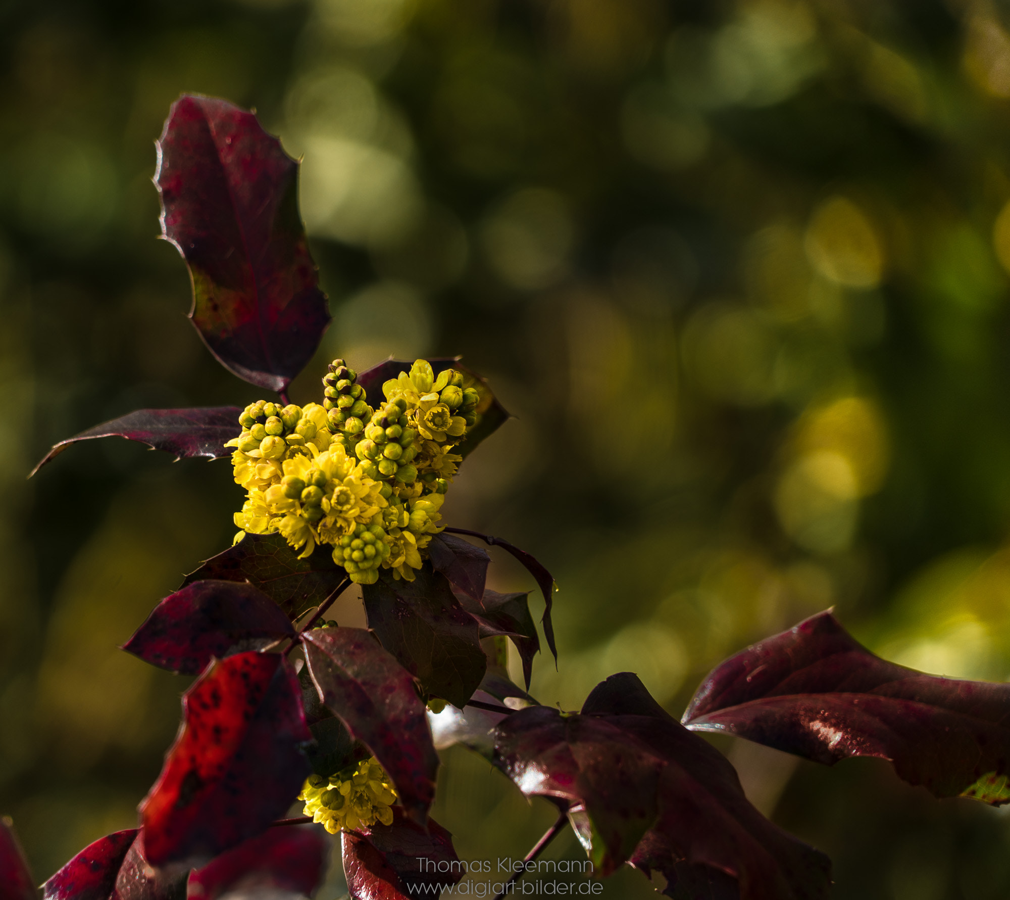 Sony a7S + Sony FE 24-240mm F3.5-6.3 OSS sample photo. Mahonienblüten im frühjahr photography