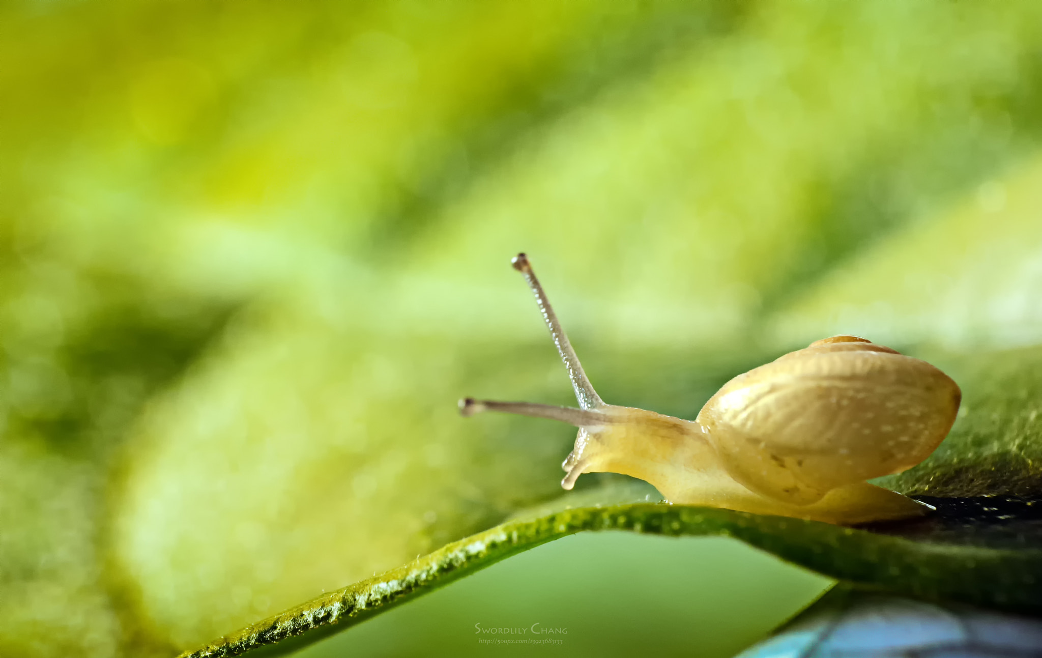Panasonic Lumix DMC-GM1 sample photo. Snail on the leave photography