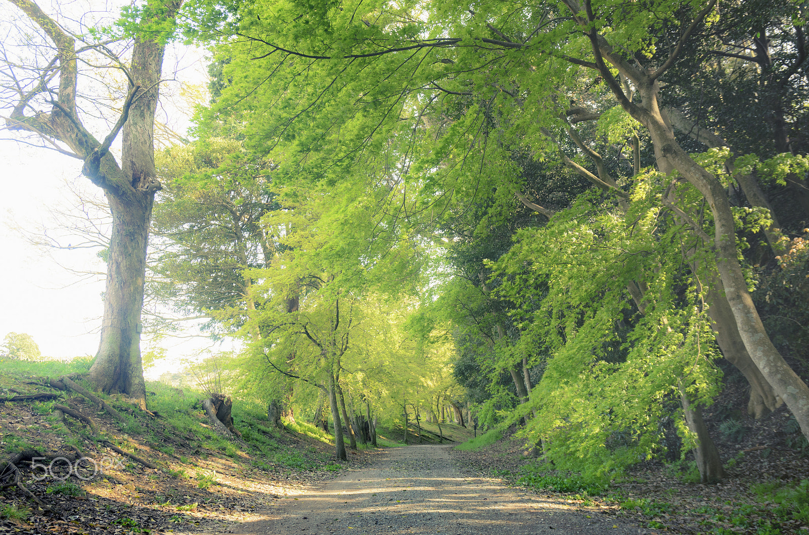 Nikon D7000 + Sigma 17-70mm F2.8-4 DC Macro OS HSM | C sample photo. Road to travel photography