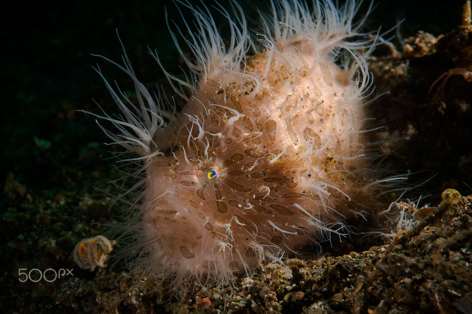 Sony Alpha NEX-7 + Sony E 30mm F3.5 Macro sample photo. Hairy frogfish photography