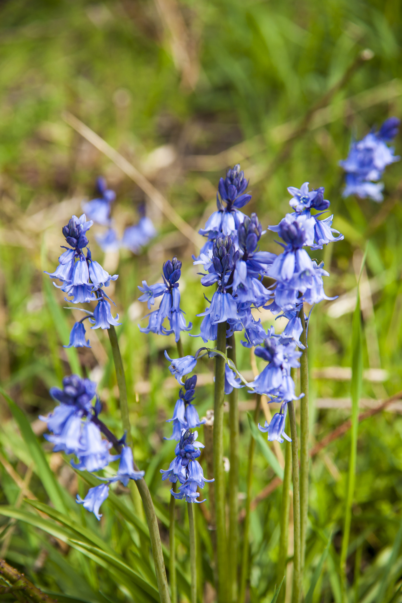 Sony Alpha DSLR-A900 + Sigma 28-105mm F2.8-4 Aspherical sample photo. Bluebells photography