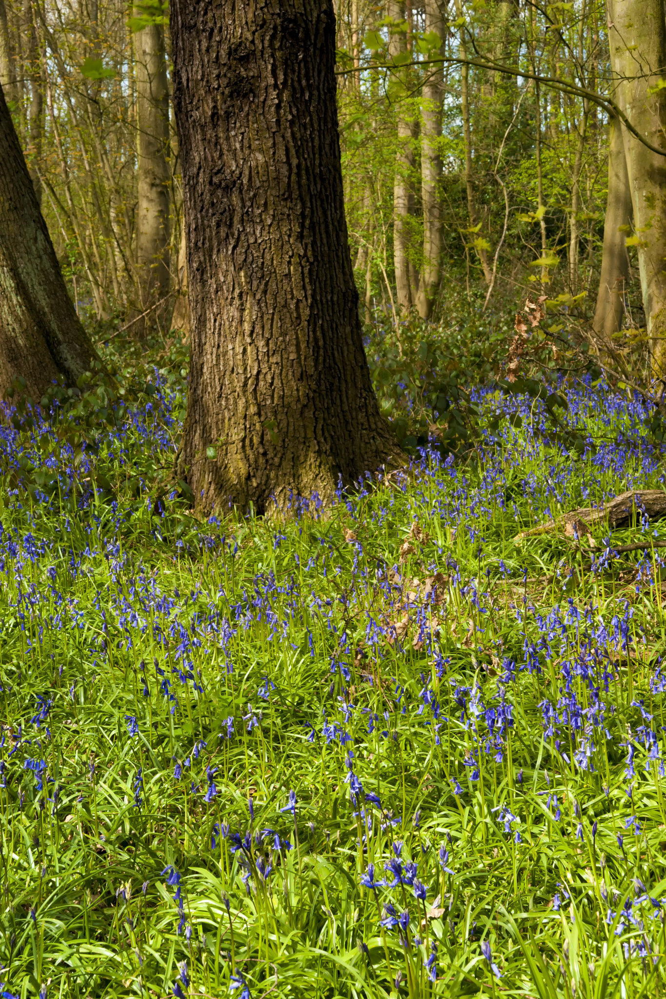 Sony Alpha DSLR-A900 + Sigma ZOOM-alpha 35-135mm F3.5-4.5 sample photo. Bluebells in spring photography