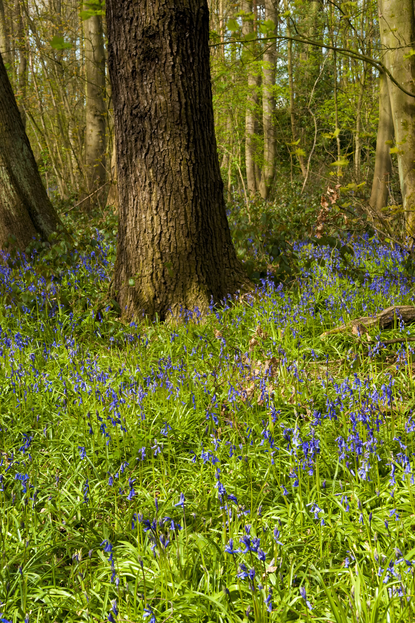 Sigma ZOOM-alpha 35-135mm F3.5-4.5 sample photo. Bluebells in spring photography