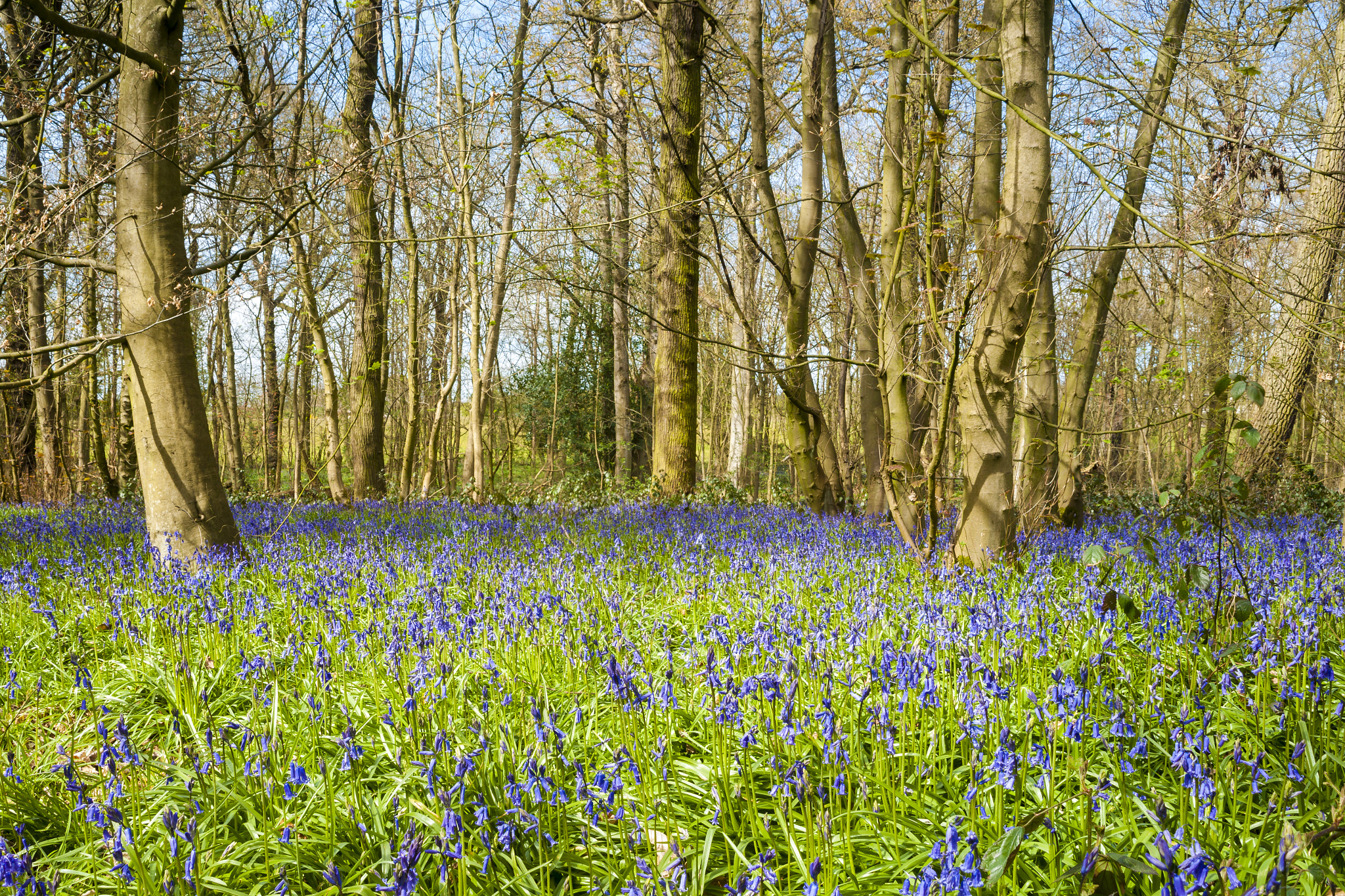 Sony Alpha DSLR-A900 + Sigma 28-105mm F2.8-4 Aspherical sample photo. The bluebell wood. photography