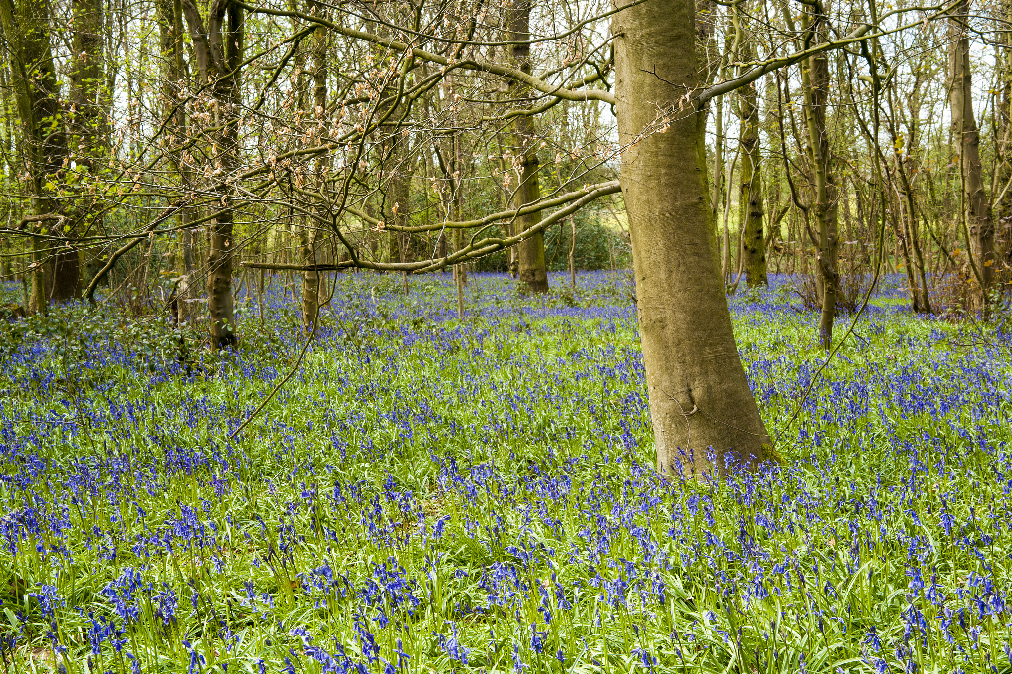 Sony Alpha DSLR-A900 + Sigma ZOOM-alpha 35-135mm F3.5-4.5 sample photo. Bluebell wood. photography