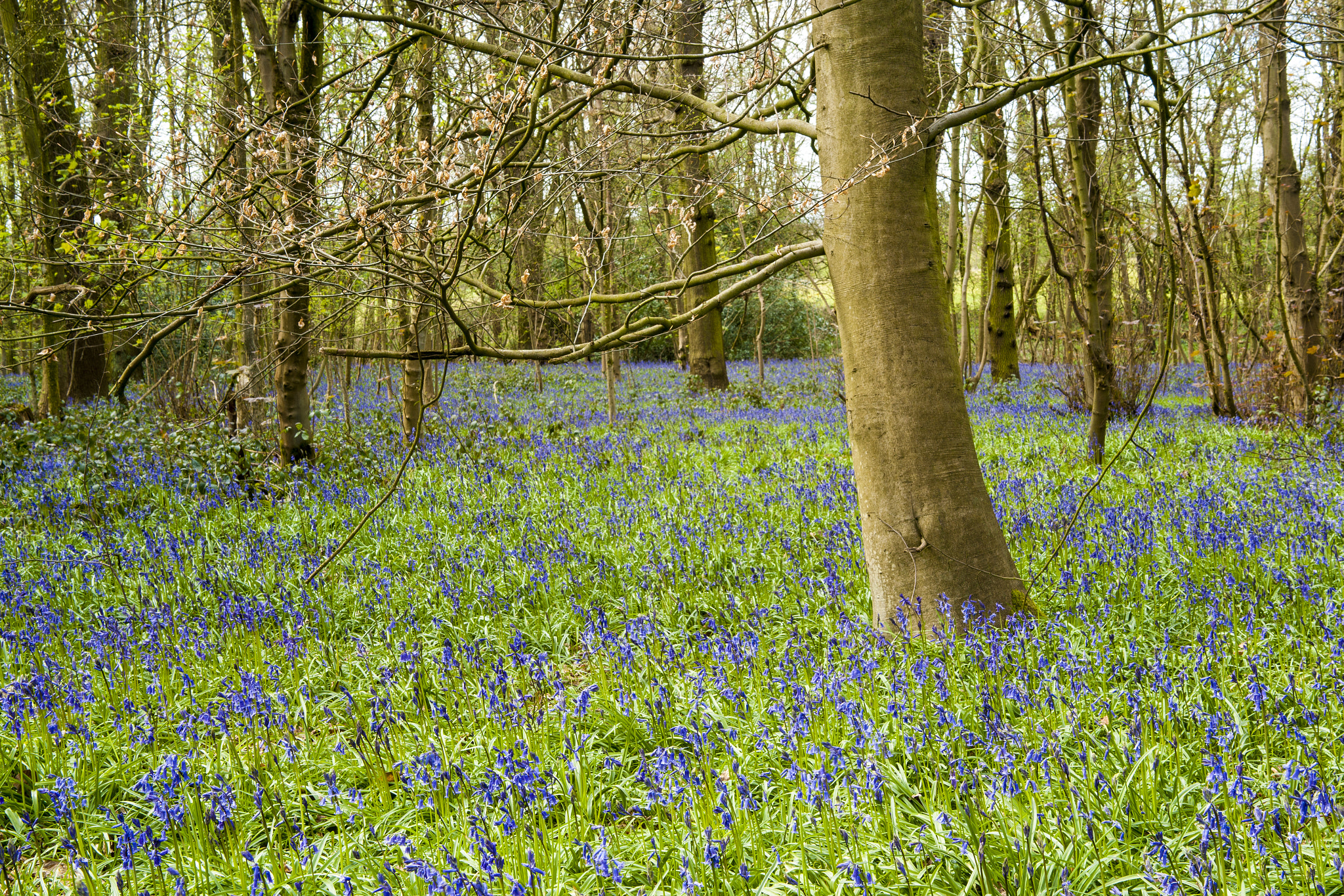 Sigma ZOOM-alpha 35-135mm F3.5-4.5 sample photo. Bluebell wood. photography