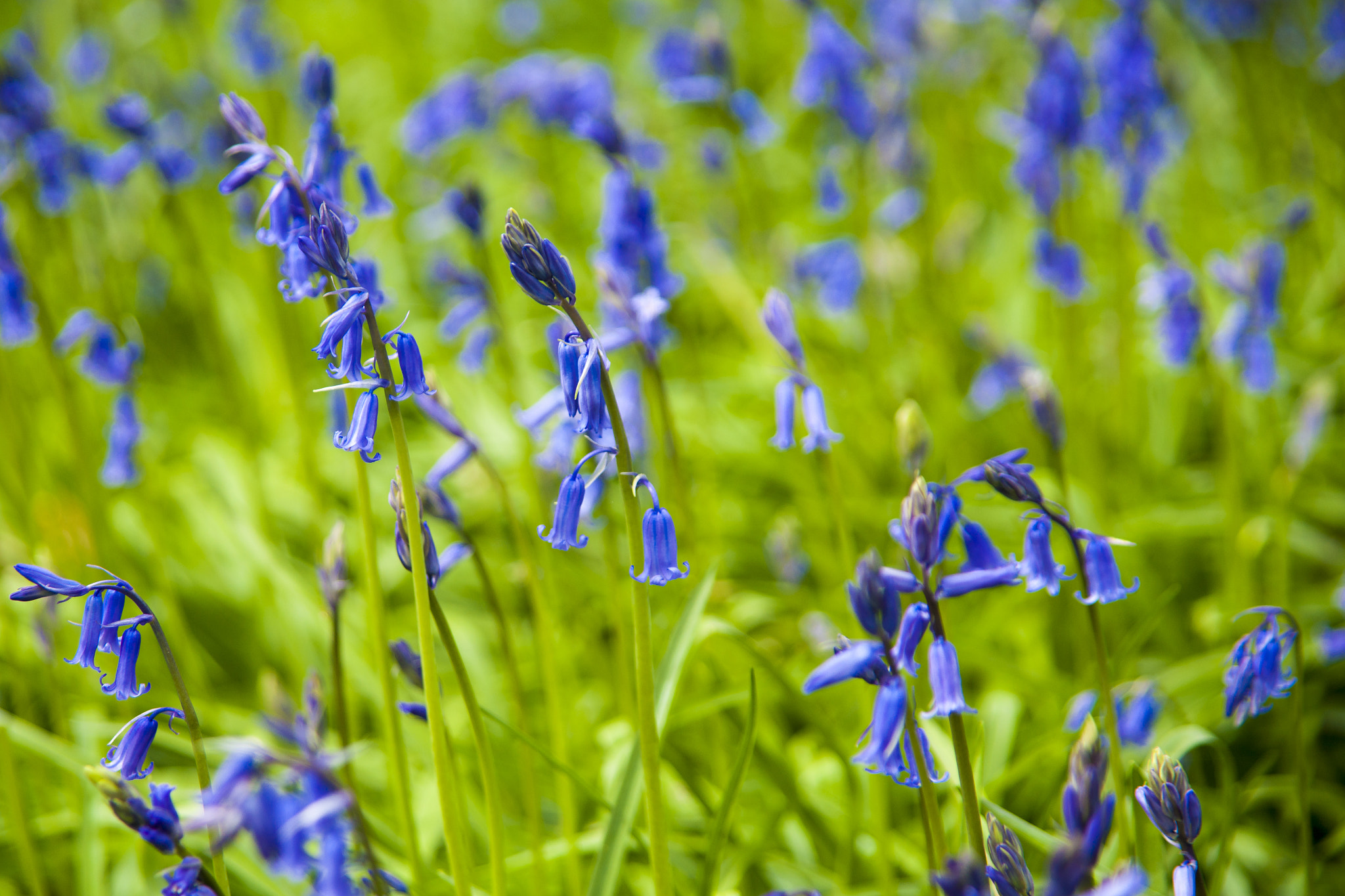 Sony Alpha DSLR-A900 + Sigma 28-105mm F2.8-4 Aspherical sample photo. Bluebells close-up. photography