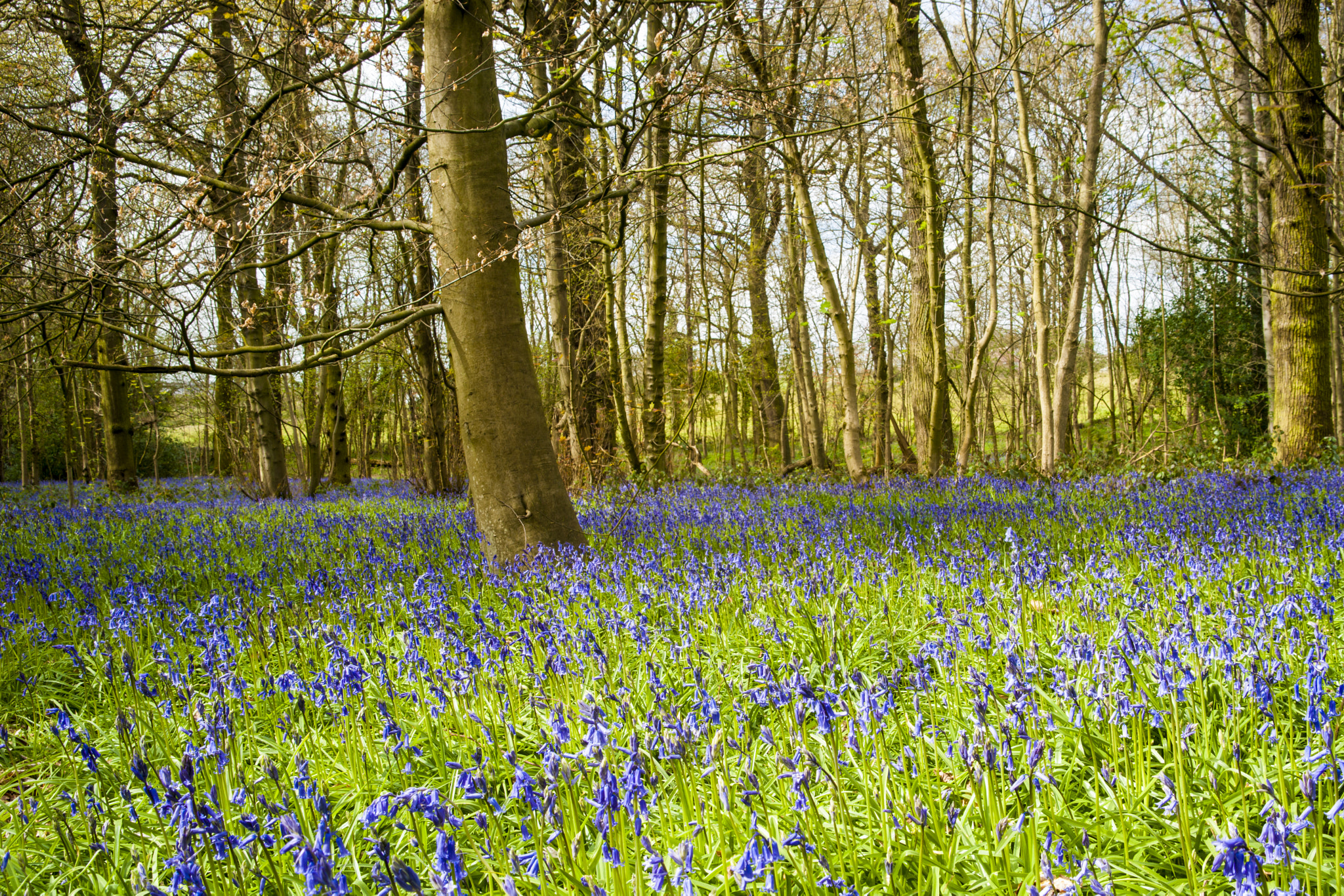 Sony Alpha DSLR-A900 + Sigma 28-105mm F2.8-4 Aspherical sample photo. The bluebell wood in spring. photography