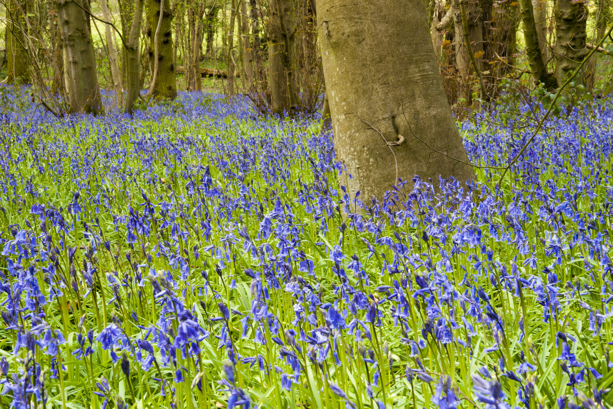 Sony Alpha DSLR-A900 + Sigma 28-105mm F2.8-4 Aspherical sample photo. Bluebells in the forest. photography