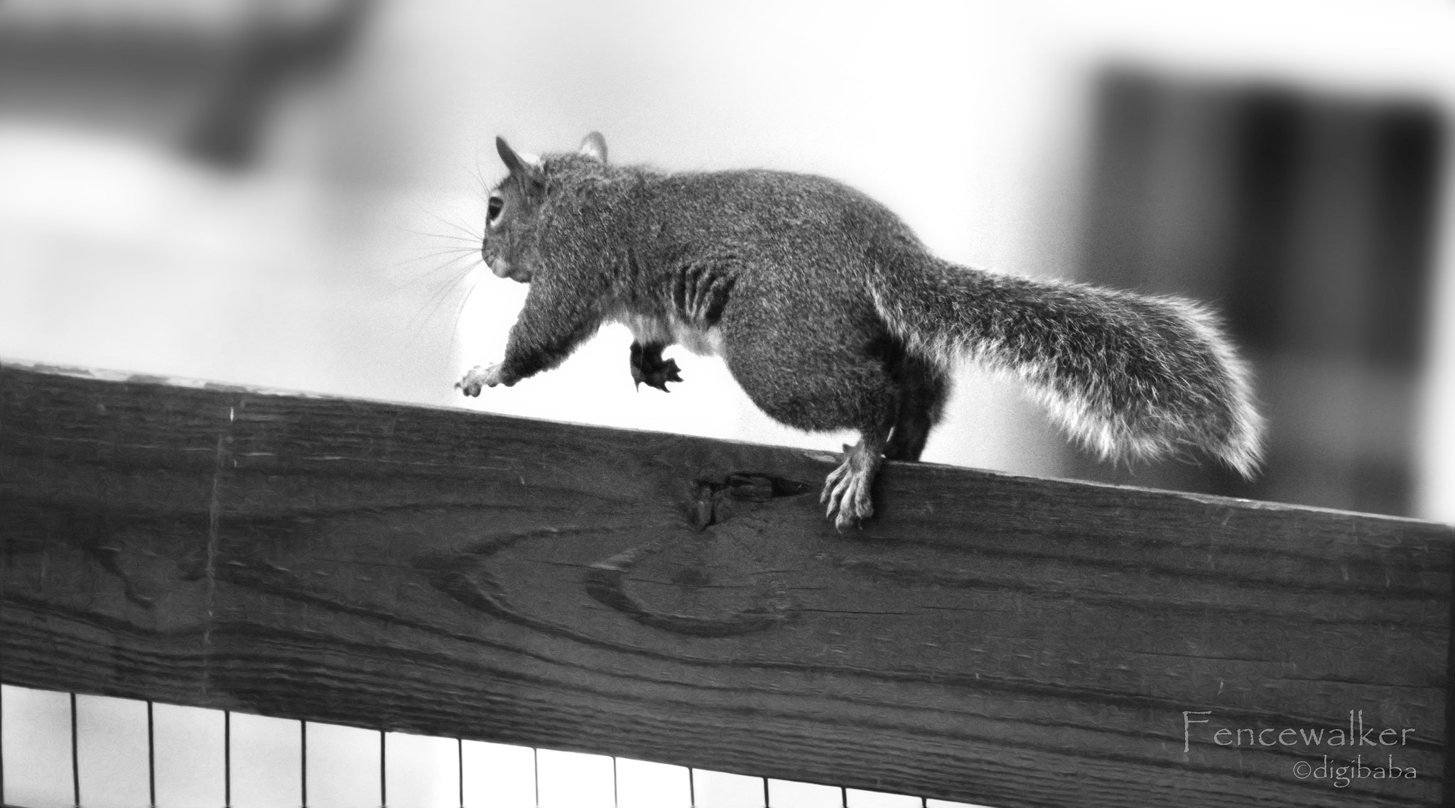 Sigma 17-70mm F2.8-4 DC Macro OS HSM | C sample photo. Fencewalker photography