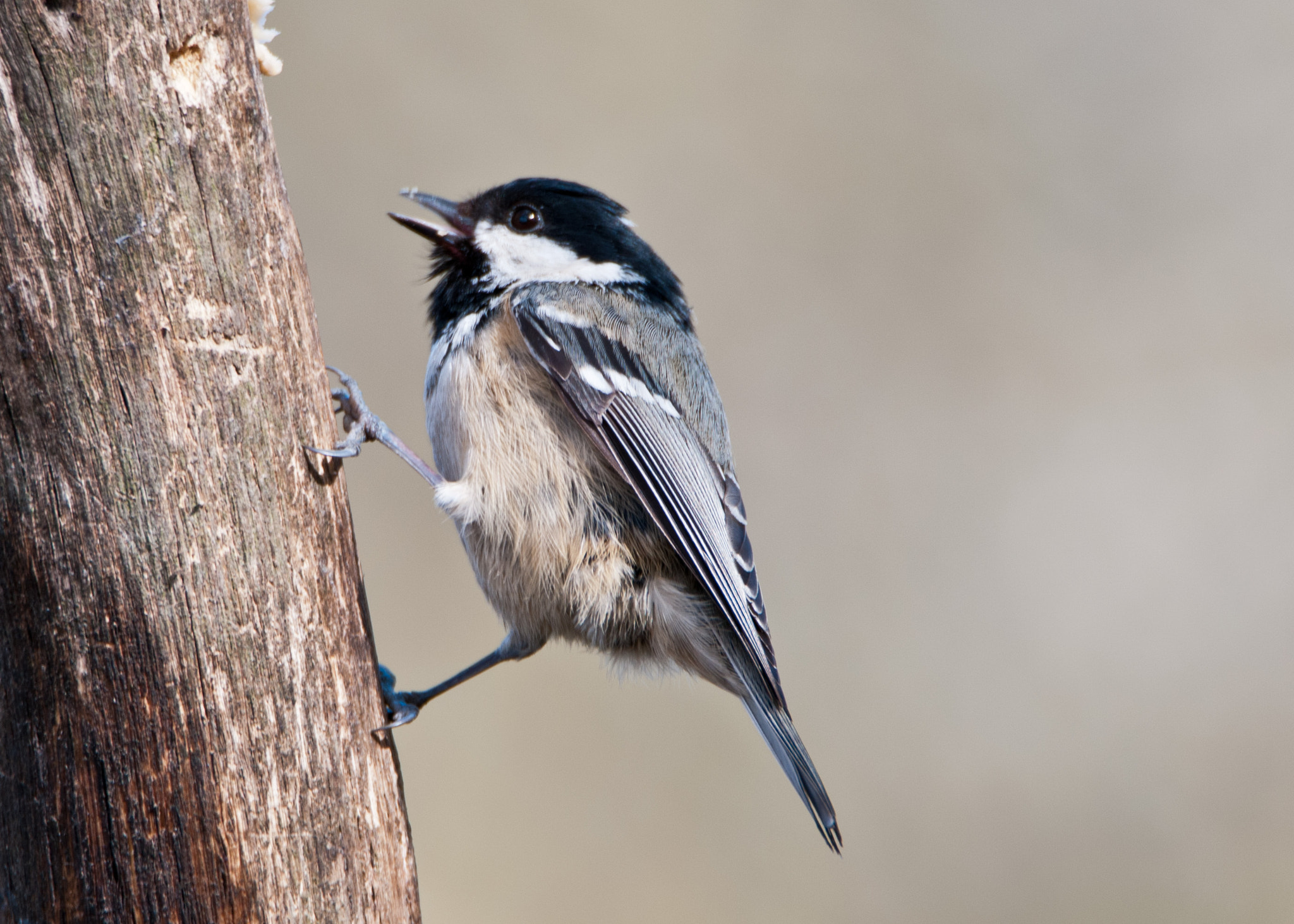 Nikon D300S sample photo. Coal tit photography