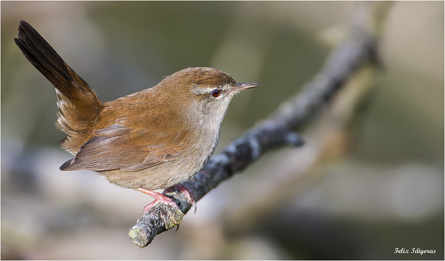 Canon EOS-1D X + Canon EF 500mm F4L IS USM sample photo. Ruiseñor bastardo photography