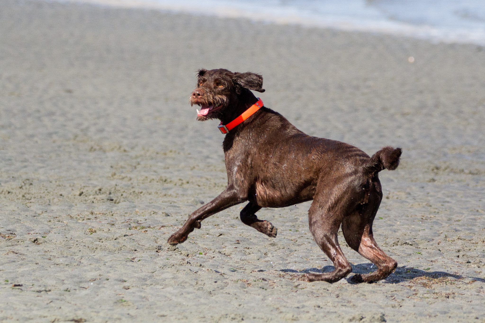 Sigma 150-600mm F5-6.3 DG OS HSM | C sample photo. Put me in coach, i can play center field! photography