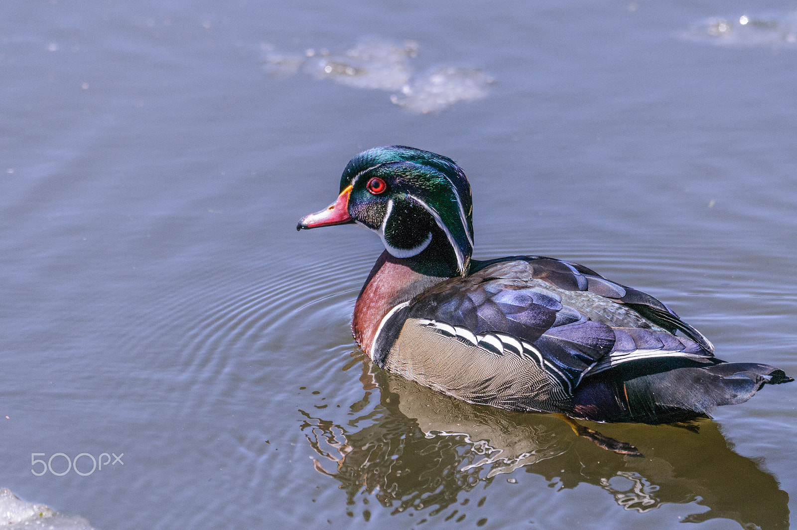 Nikon D300S sample photo. Wood duck photography