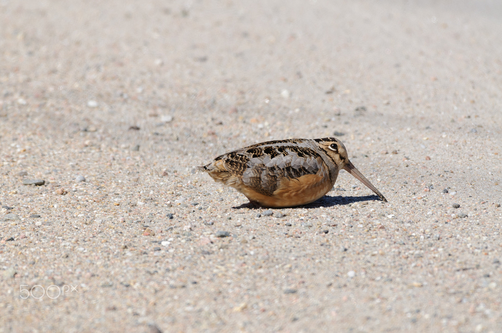 Nikon AF-S Nikkor 200-500mm F5.6E ED VR sample photo. American woodcock photography