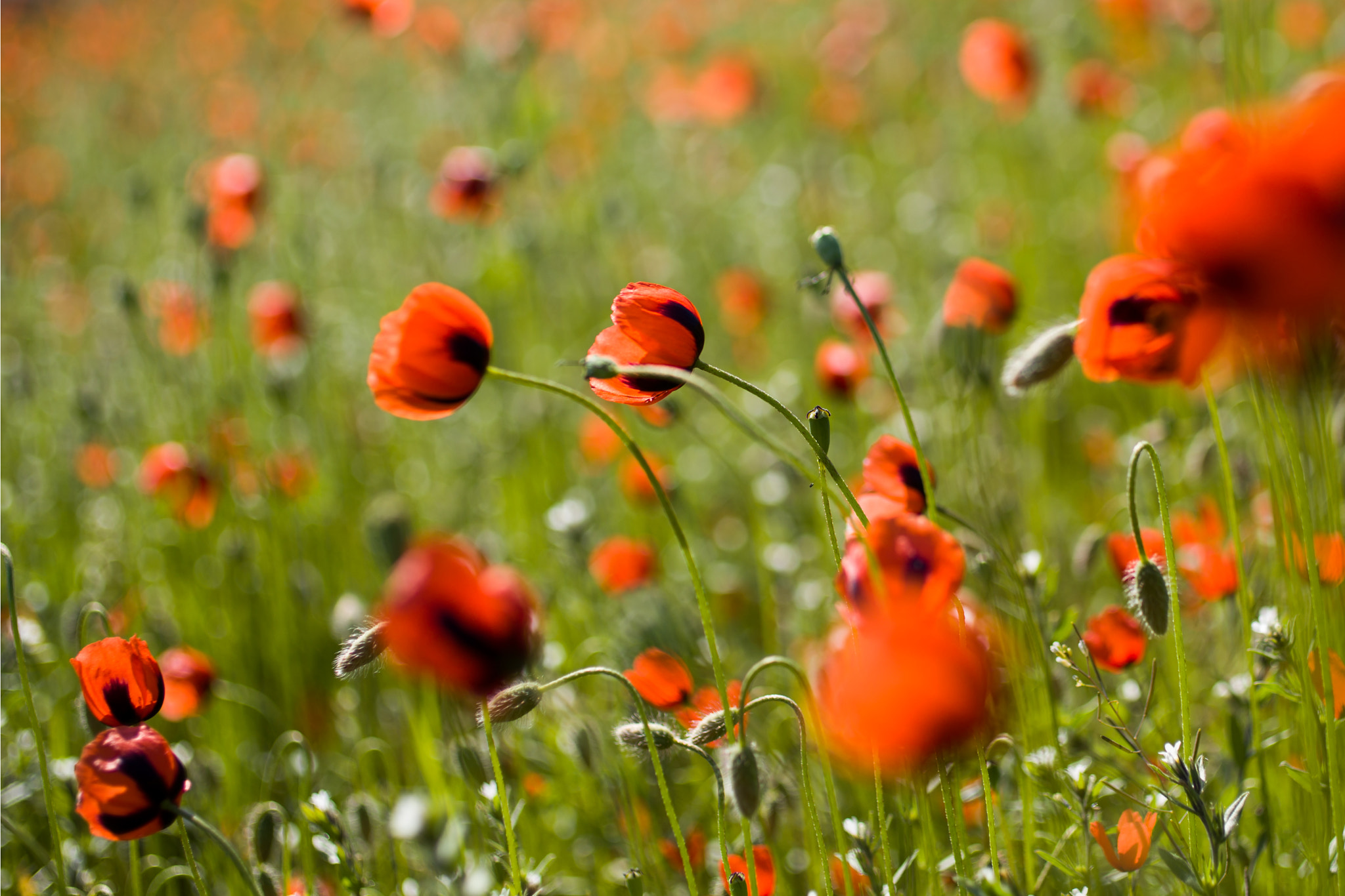 Canon EOS 6D + Canon EF 50mm F2.5 Macro sample photo. Really sweet flowers photography