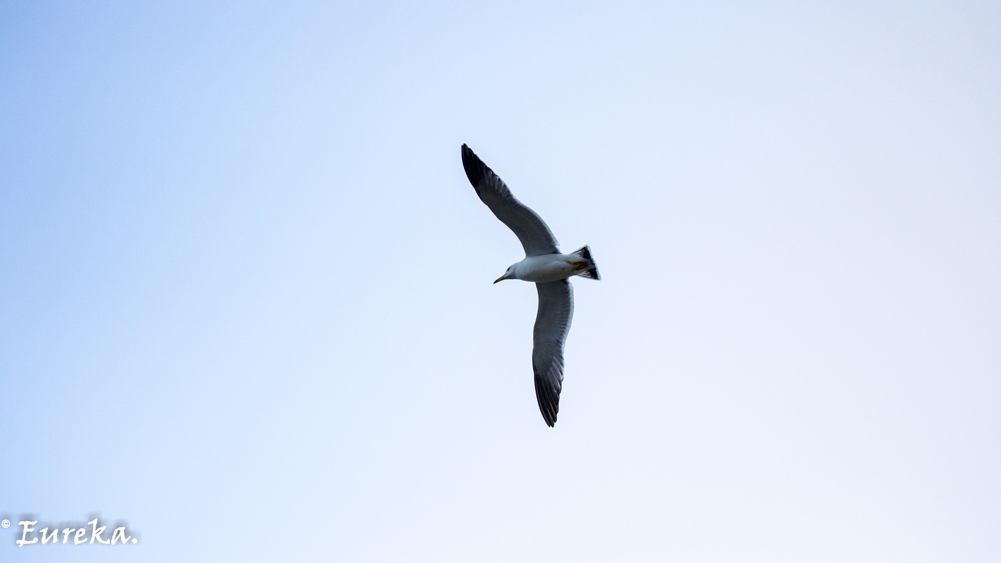 Pentax smc DA* 50-135mm F2.8 ED (IF) SDM sample photo. 20160410-imgp9547.jpg photography