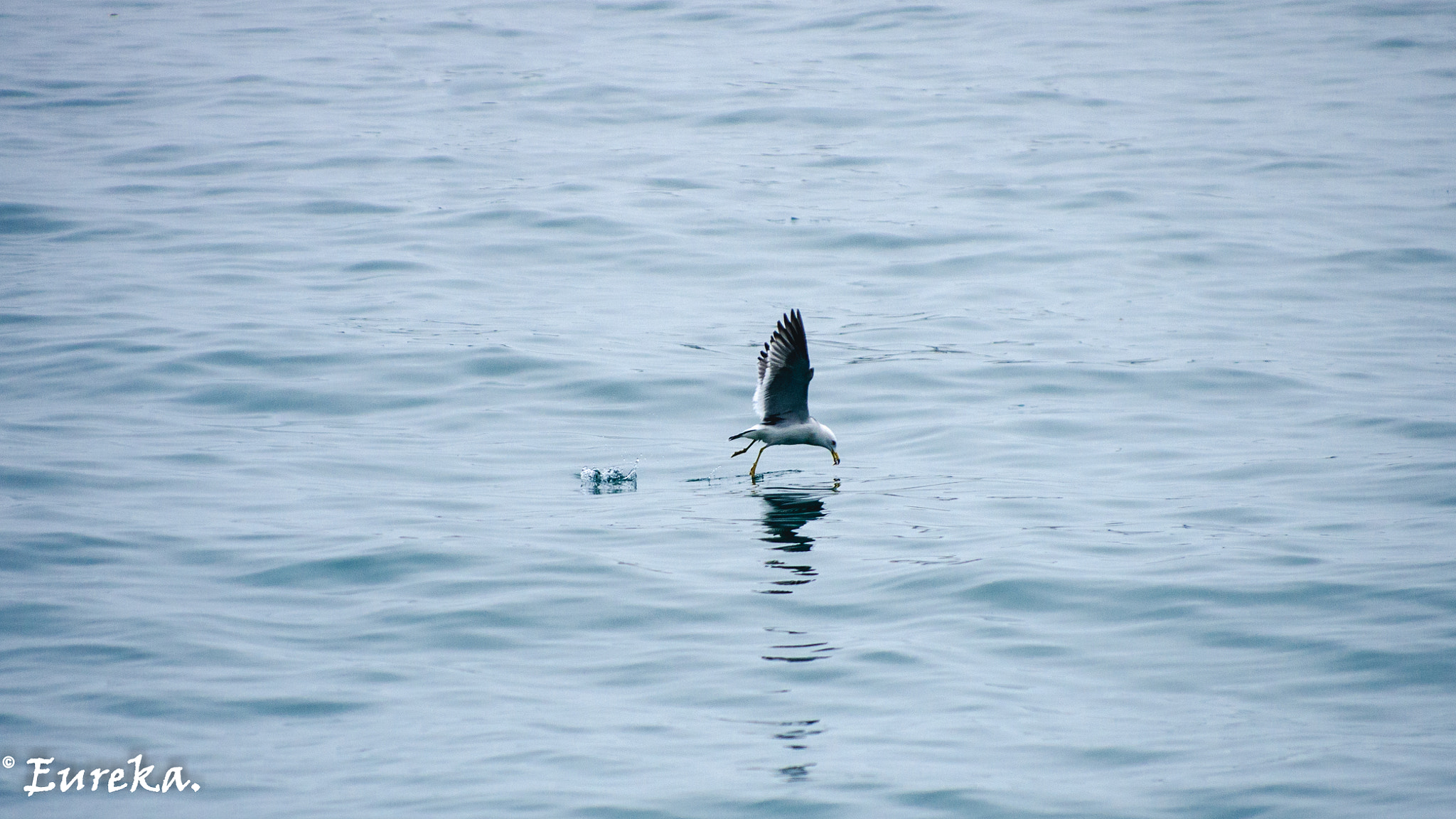Pentax smc DA* 50-135mm F2.8 ED (IF) SDM sample photo. 20160410-imgp9552.jpg photography