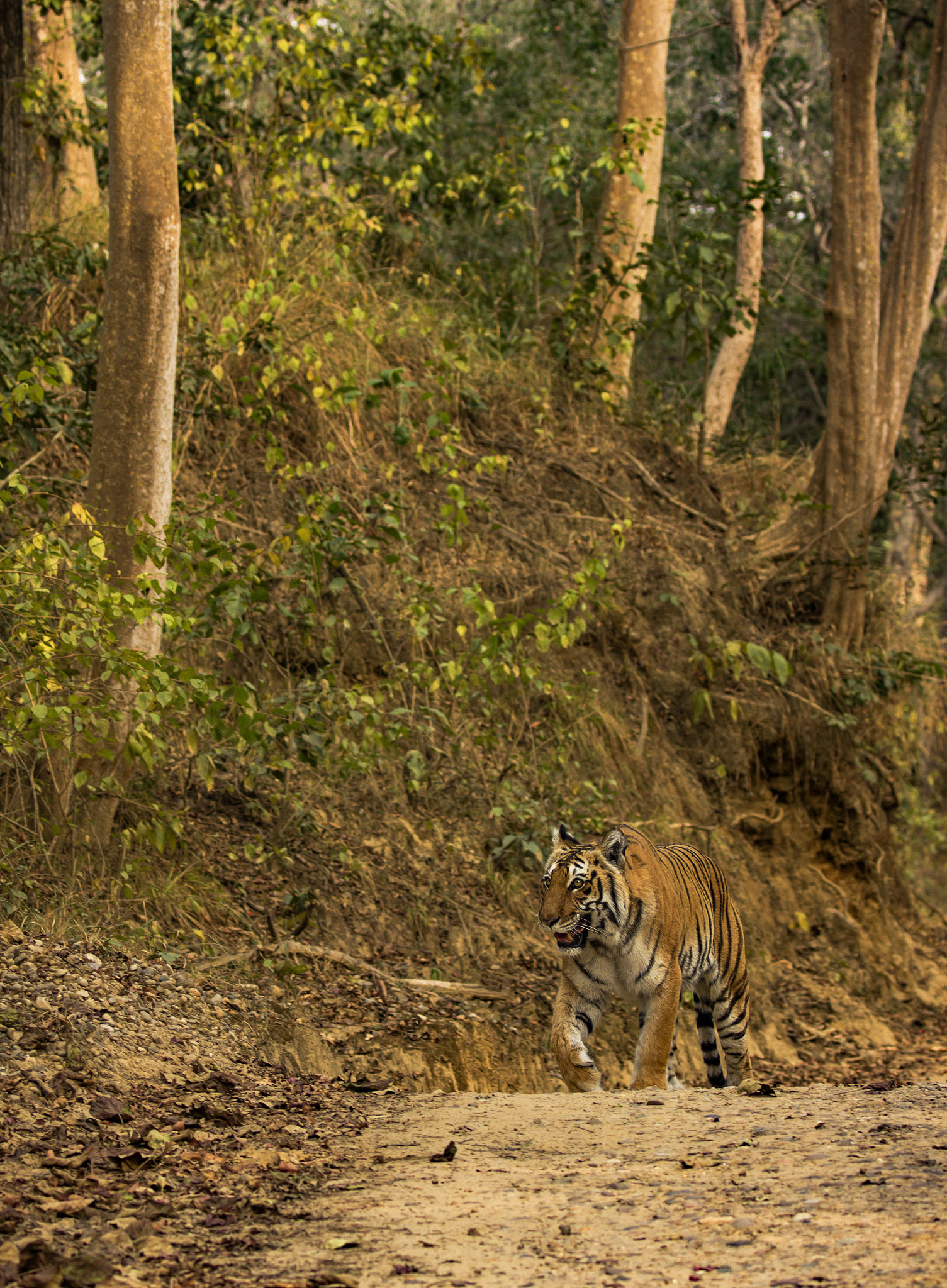 Canon EF 100-400mm F4.5-5.6L IS II USM sample photo. Wild tigress photography