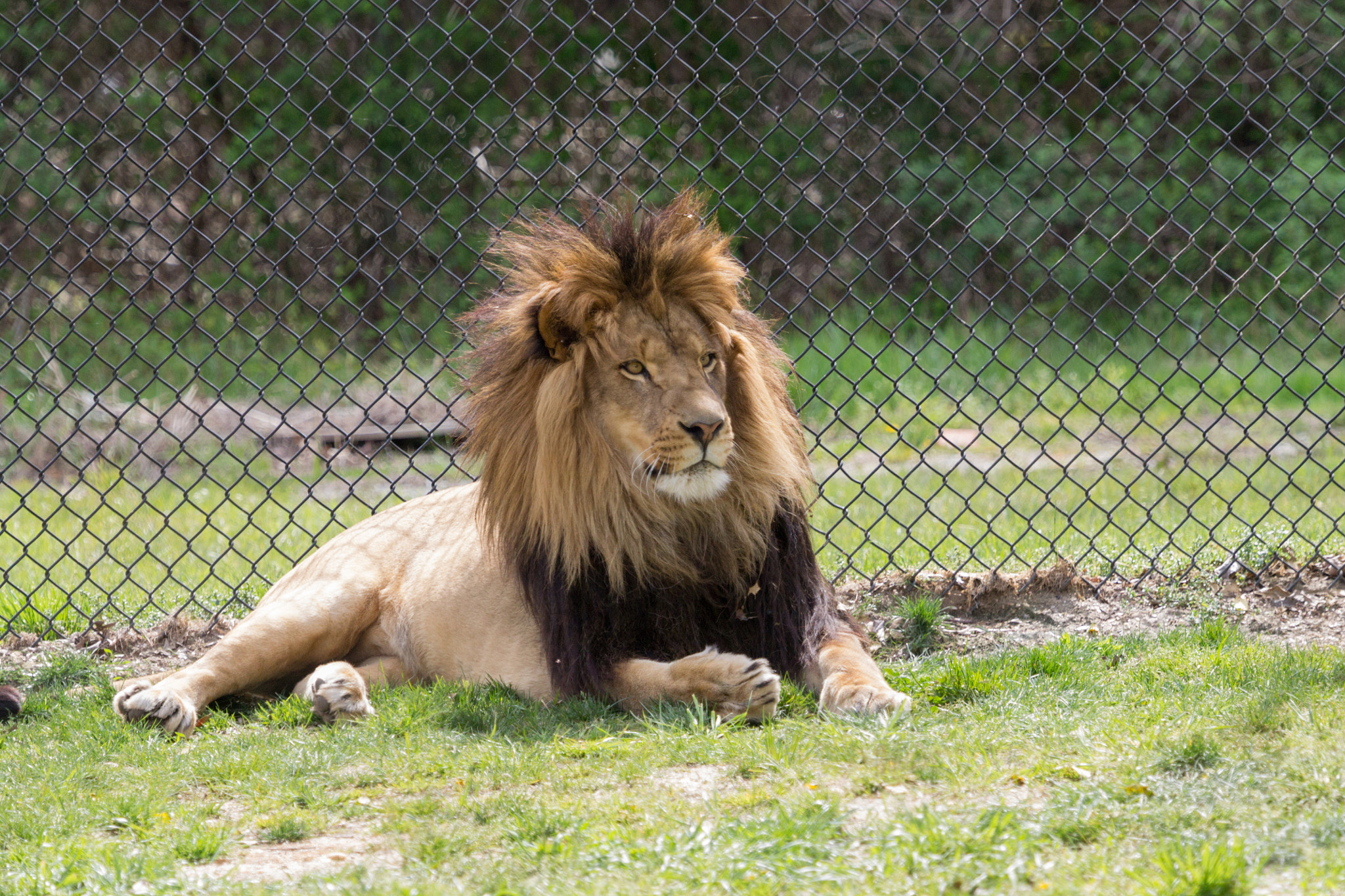 Canon EF 100-400mm F4.5-5.6L IS USM sample photo. Lion's pride photography