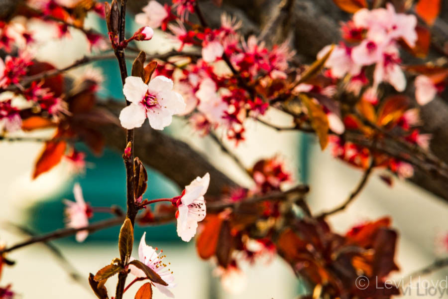 Sigma 70-200mm F2.8 EX DG OS HSM sample photo. Spring blooms photography