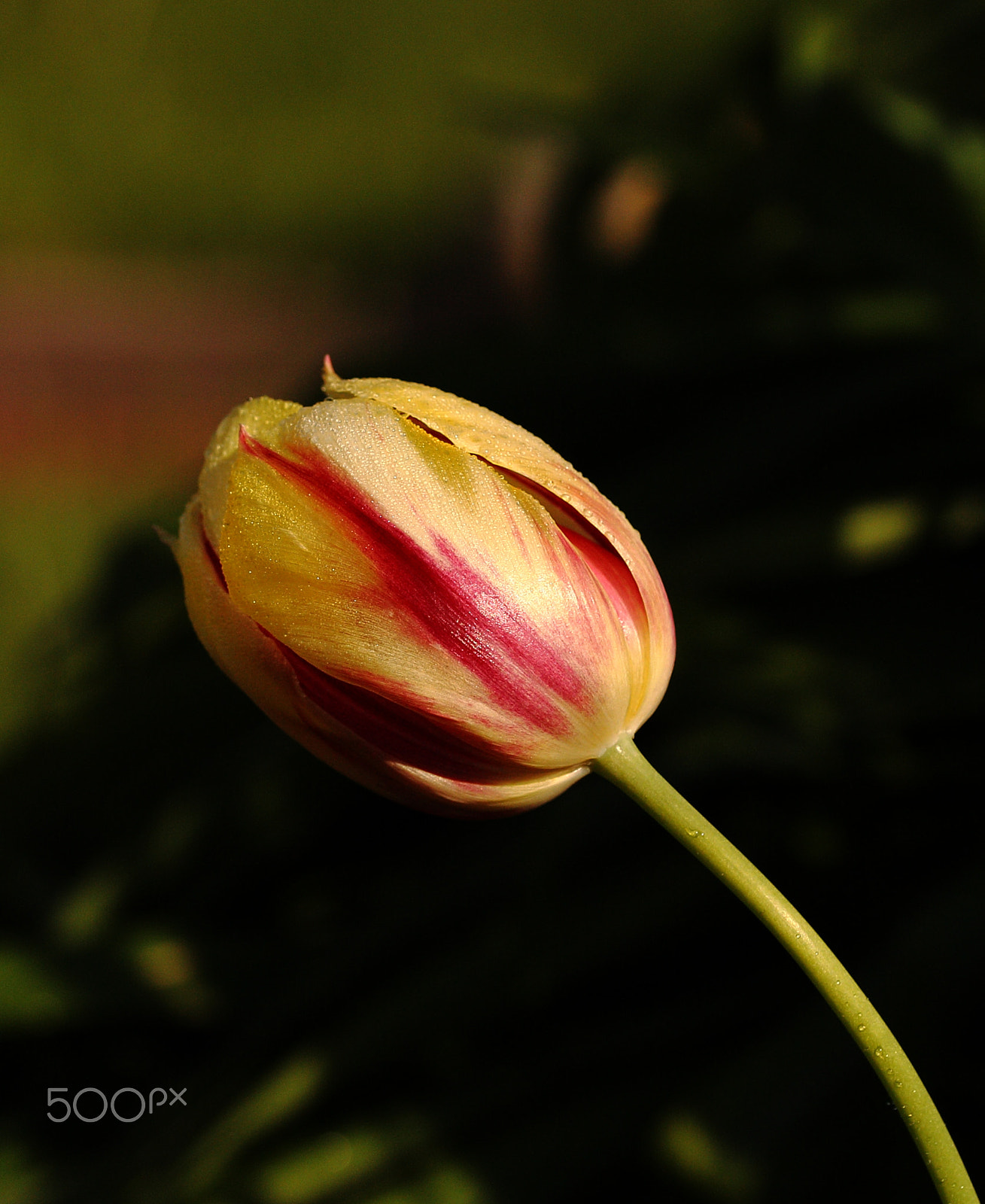 Sigma 105mm F2.8 EX DG OS HSM sample photo. Tulip iv photography