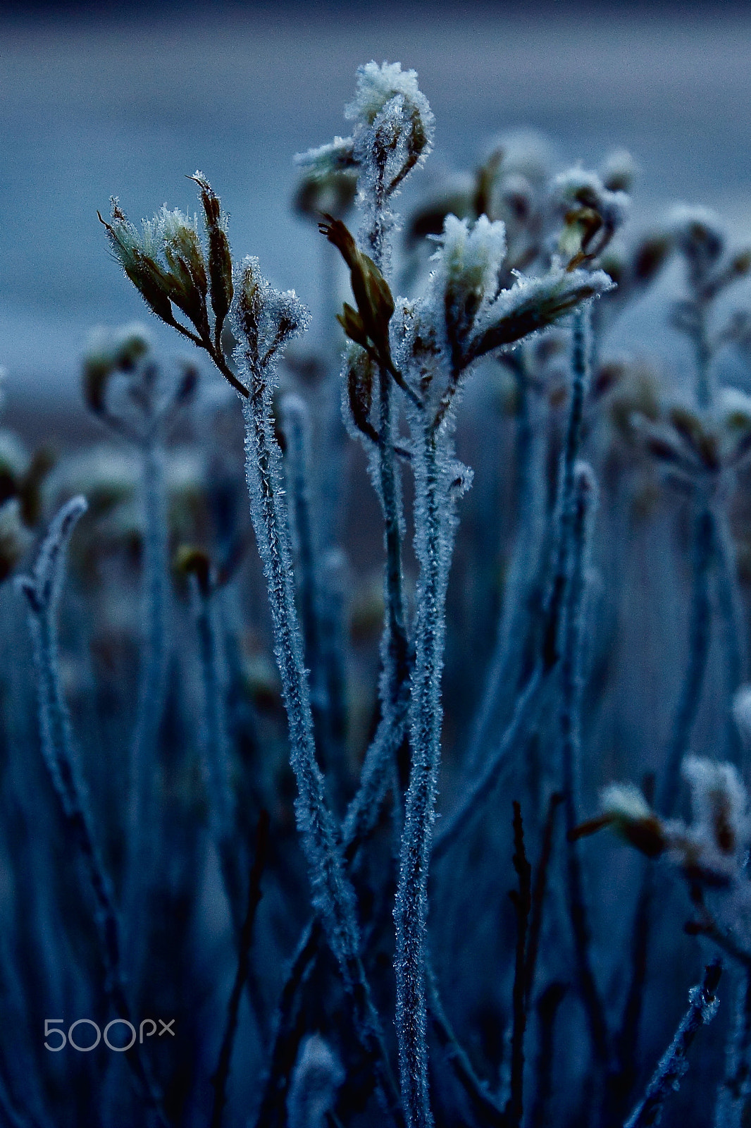 Canon 17-50mm sample photo. Hoarfrost on lakeside plants photography
