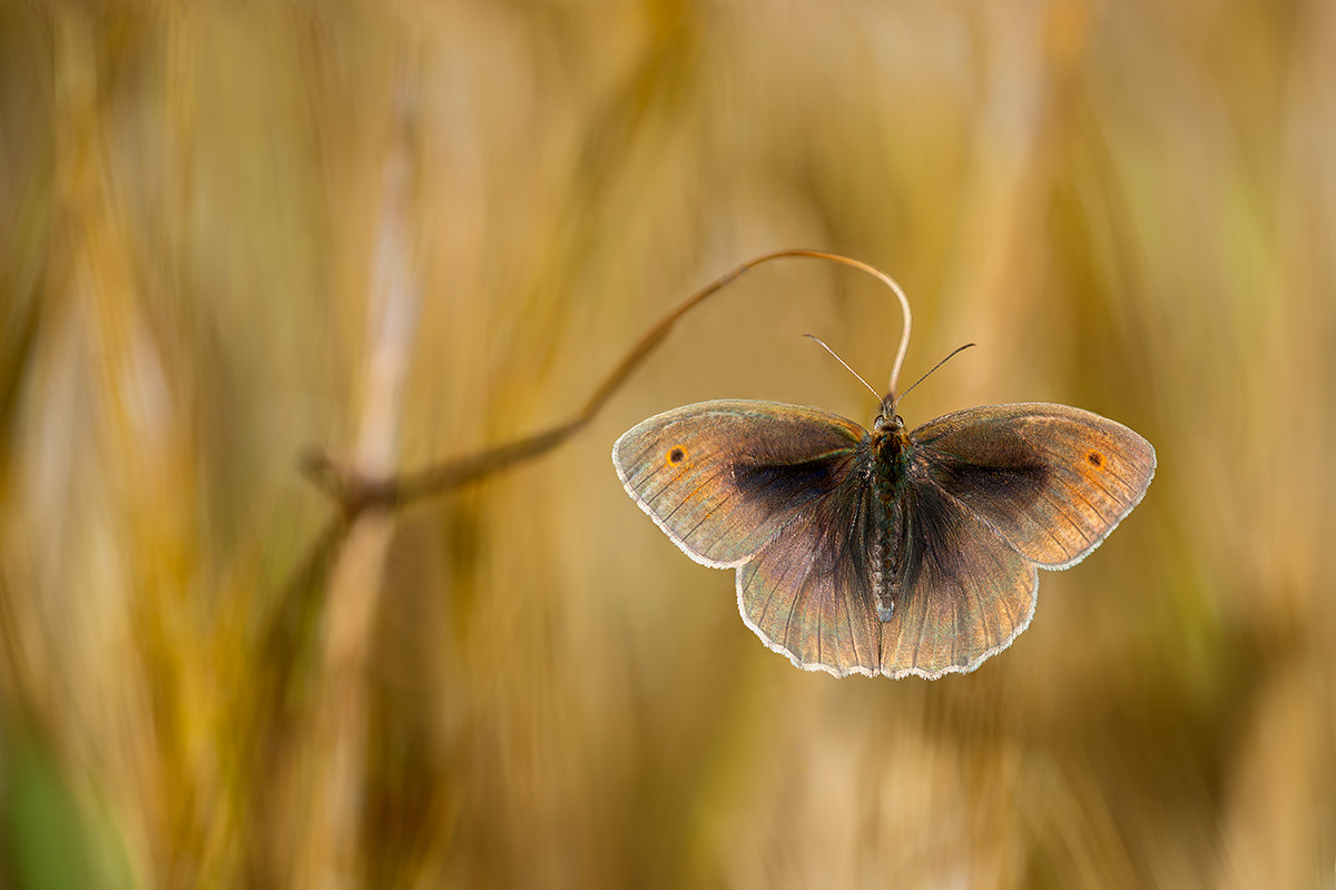 Nikon D700 + Nikon AF Micro-Nikkor 200mm F4D ED-IF sample photo. Wings of grass photography