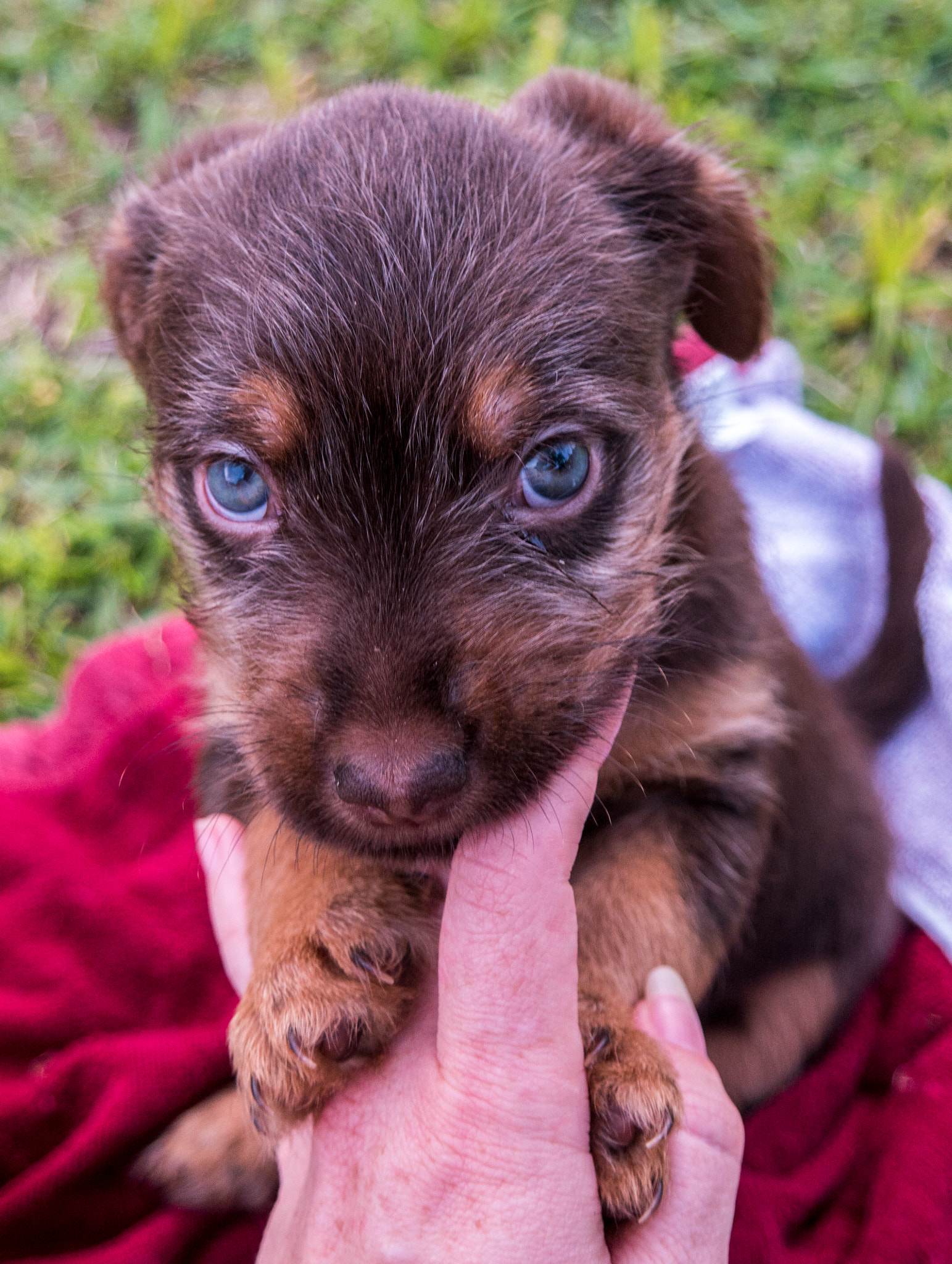 Samsung NX1 sample photo. Puppy  photography