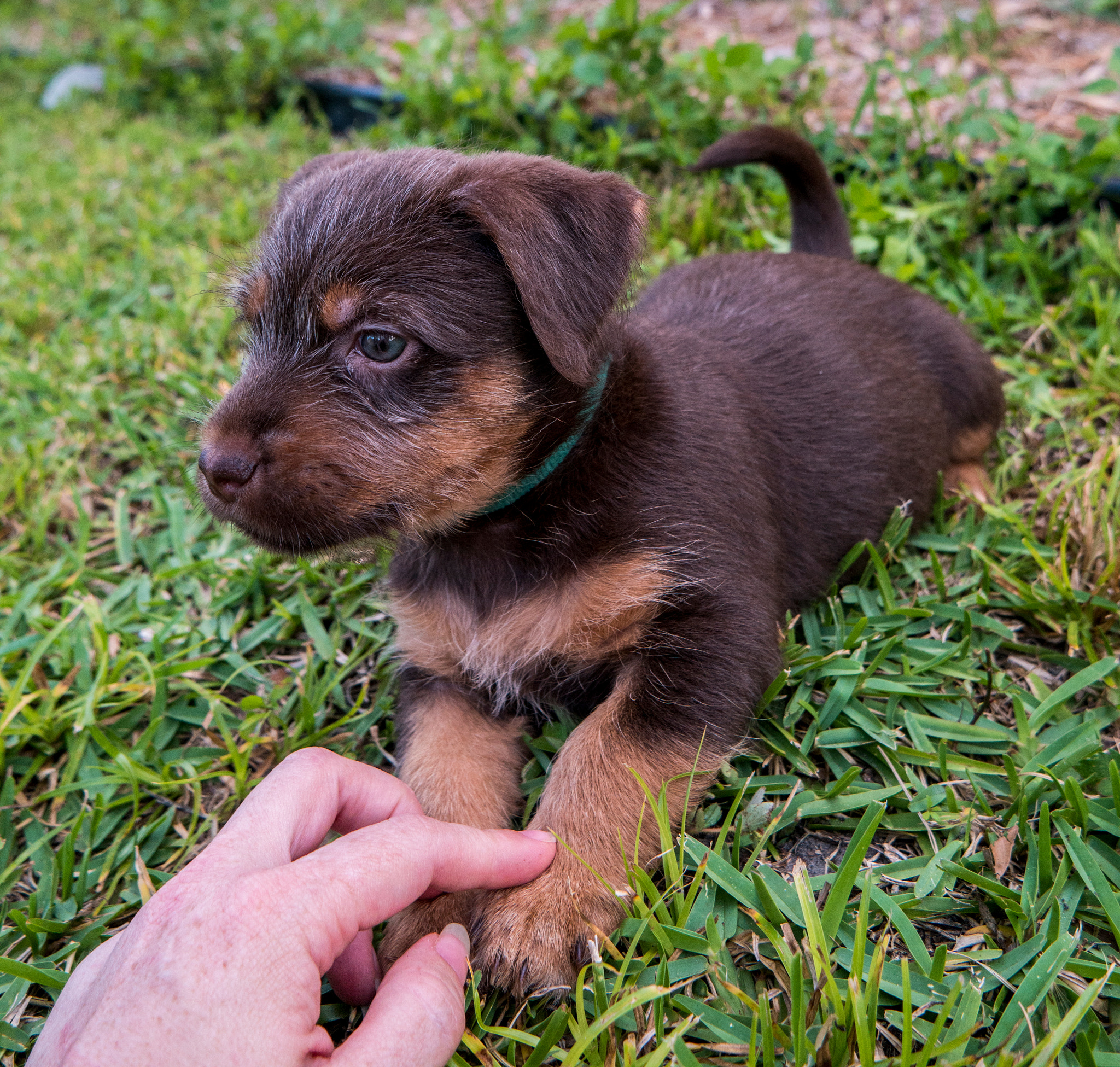 Samsung NX1 sample photo. Puppy photography