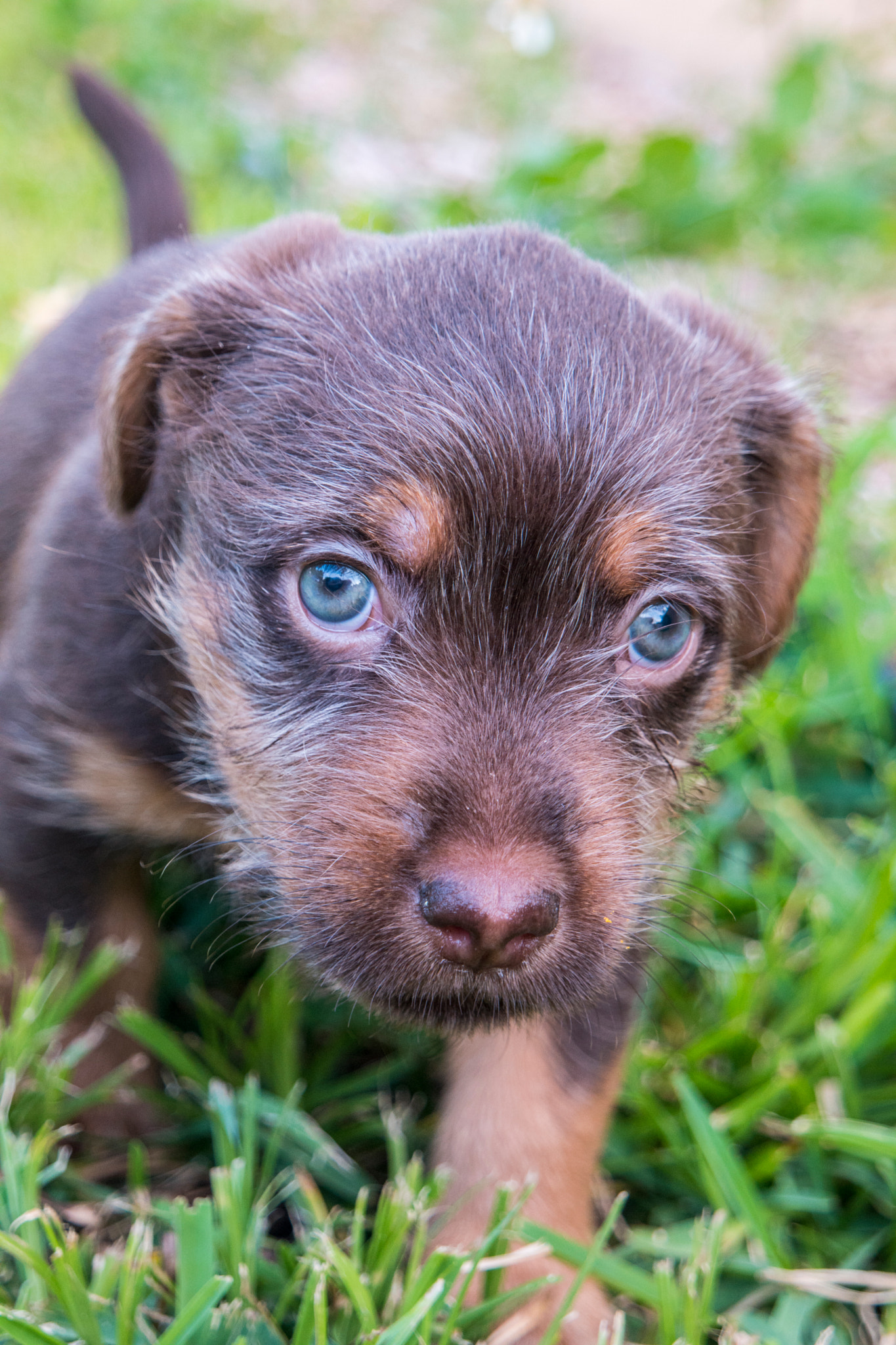 Samsung NX1 sample photo. Puppy  photography