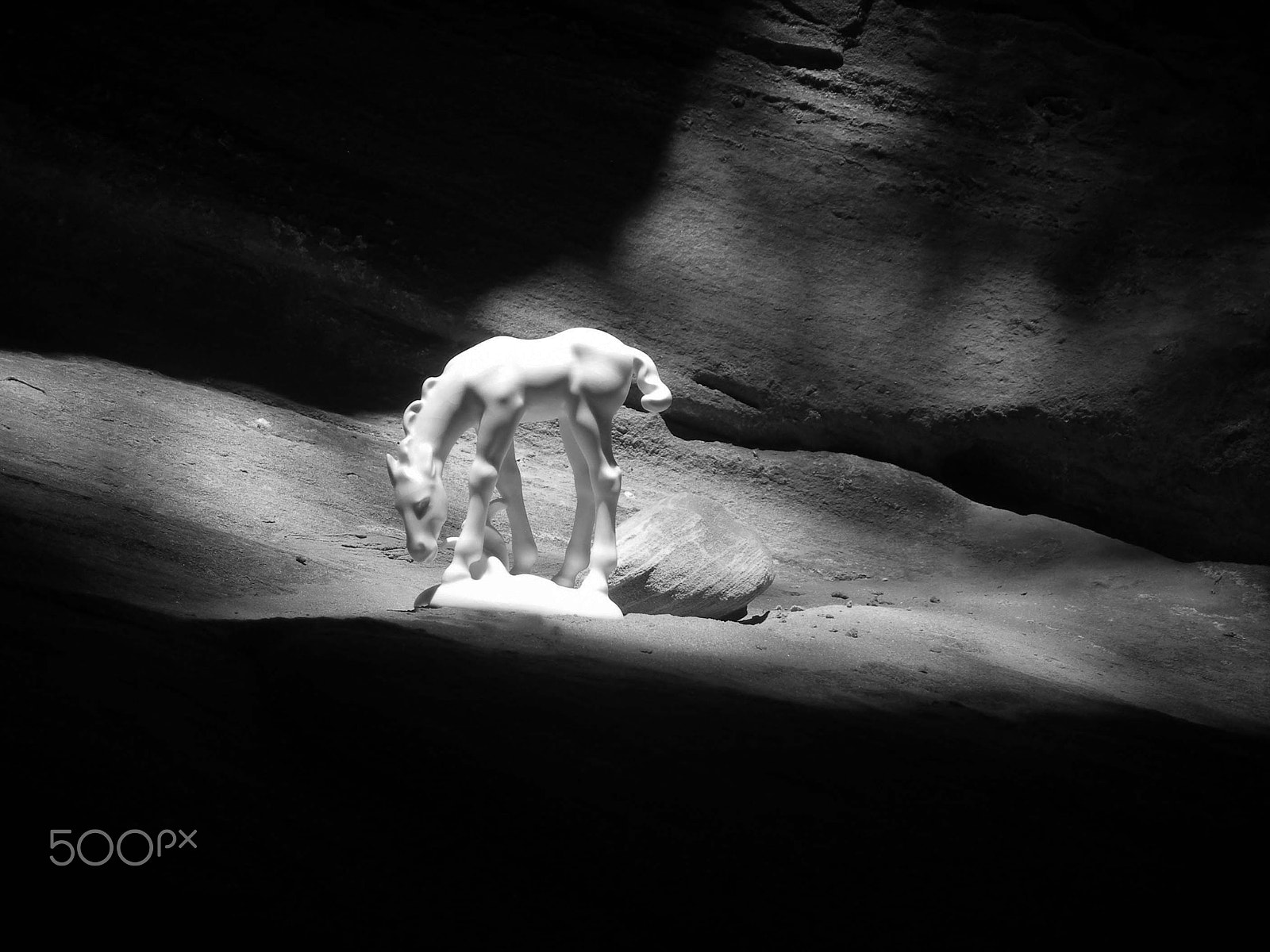 Nikon COOLPIX L6 sample photo. Horseblackandwhite photography