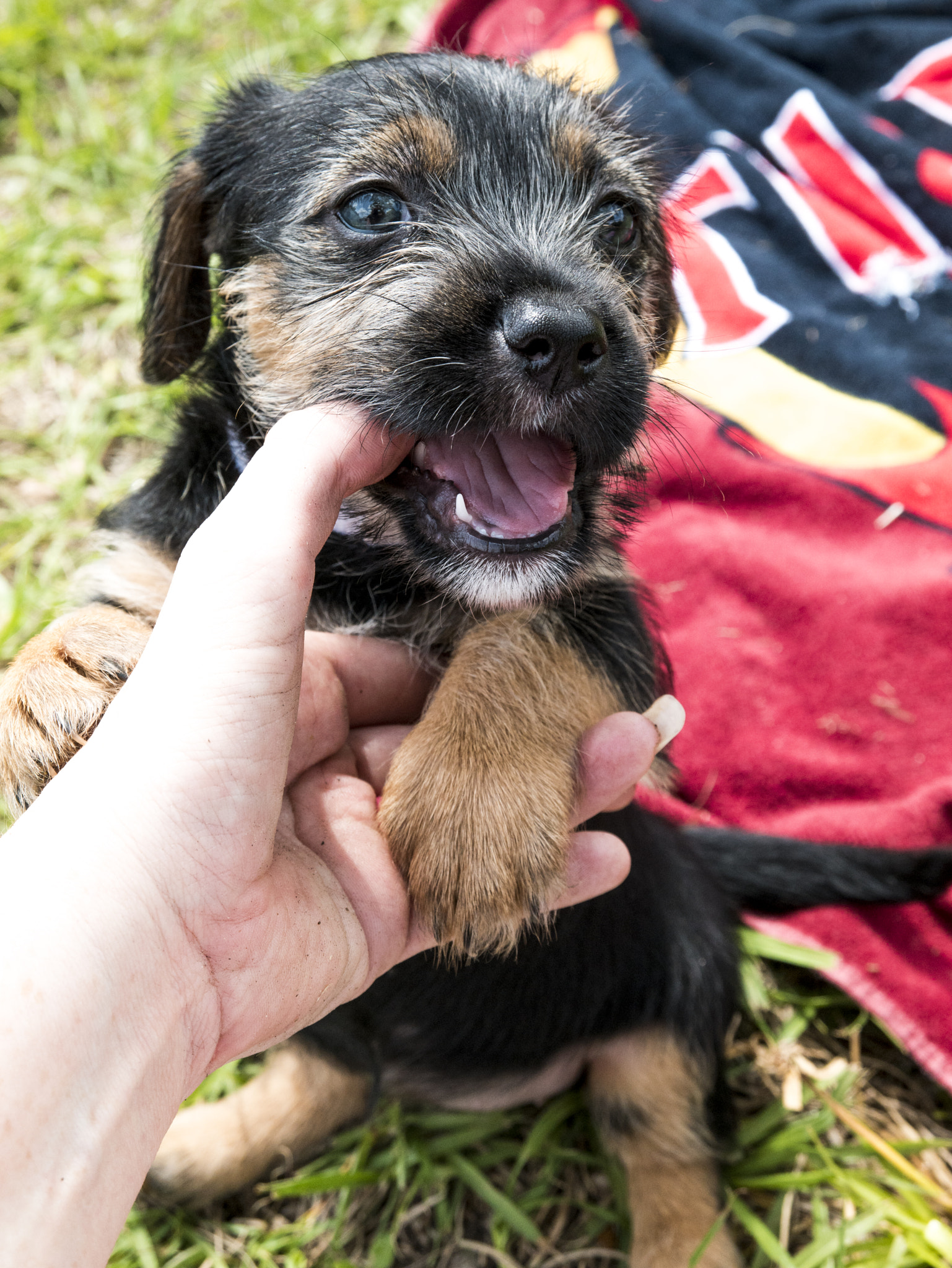 Samsung NX1 sample photo. Puppy photography