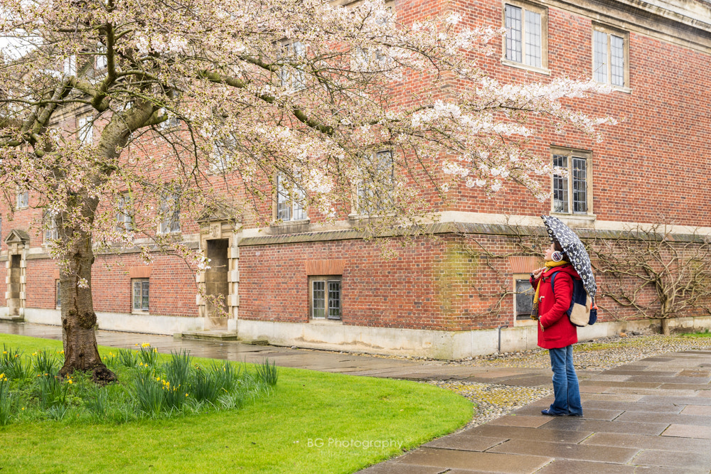 Sony a7 II + Canon EF 85mm F1.2L II USM sample photo. Spring. photography