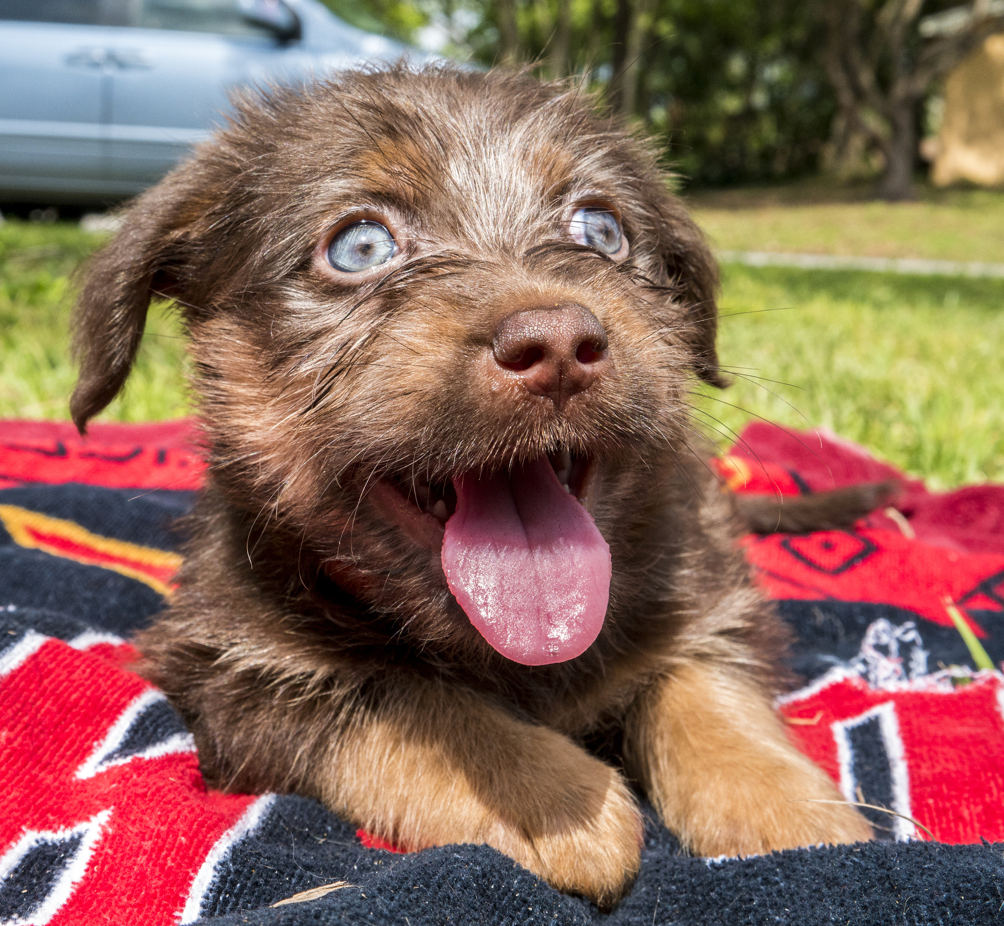 Samsung NX1 sample photo. Puppy  photography
